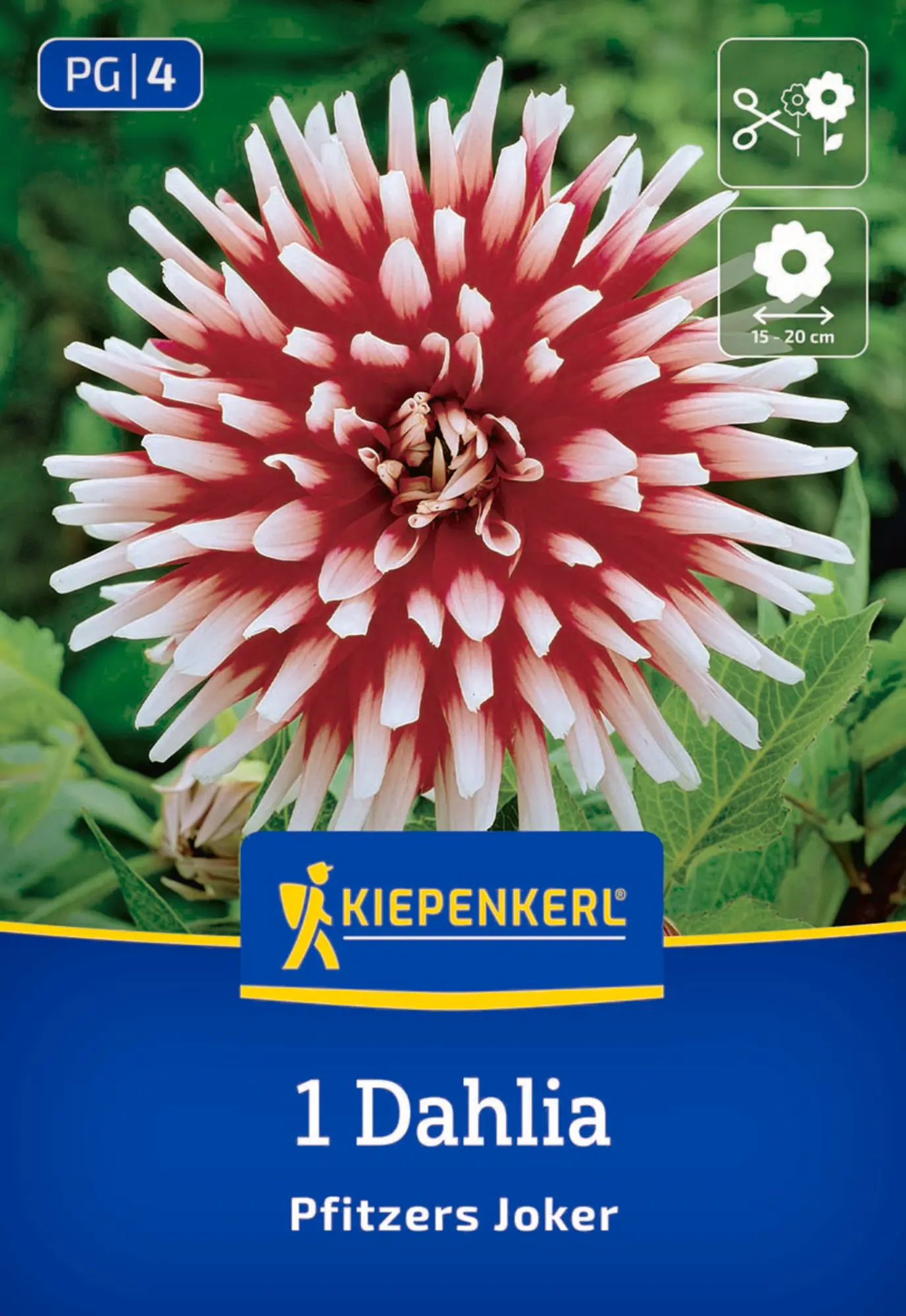 Kiepenkerl Frühjahrsblumenzwiebel Kaktus-Dahlie Pfitzers Joker 1 Stück