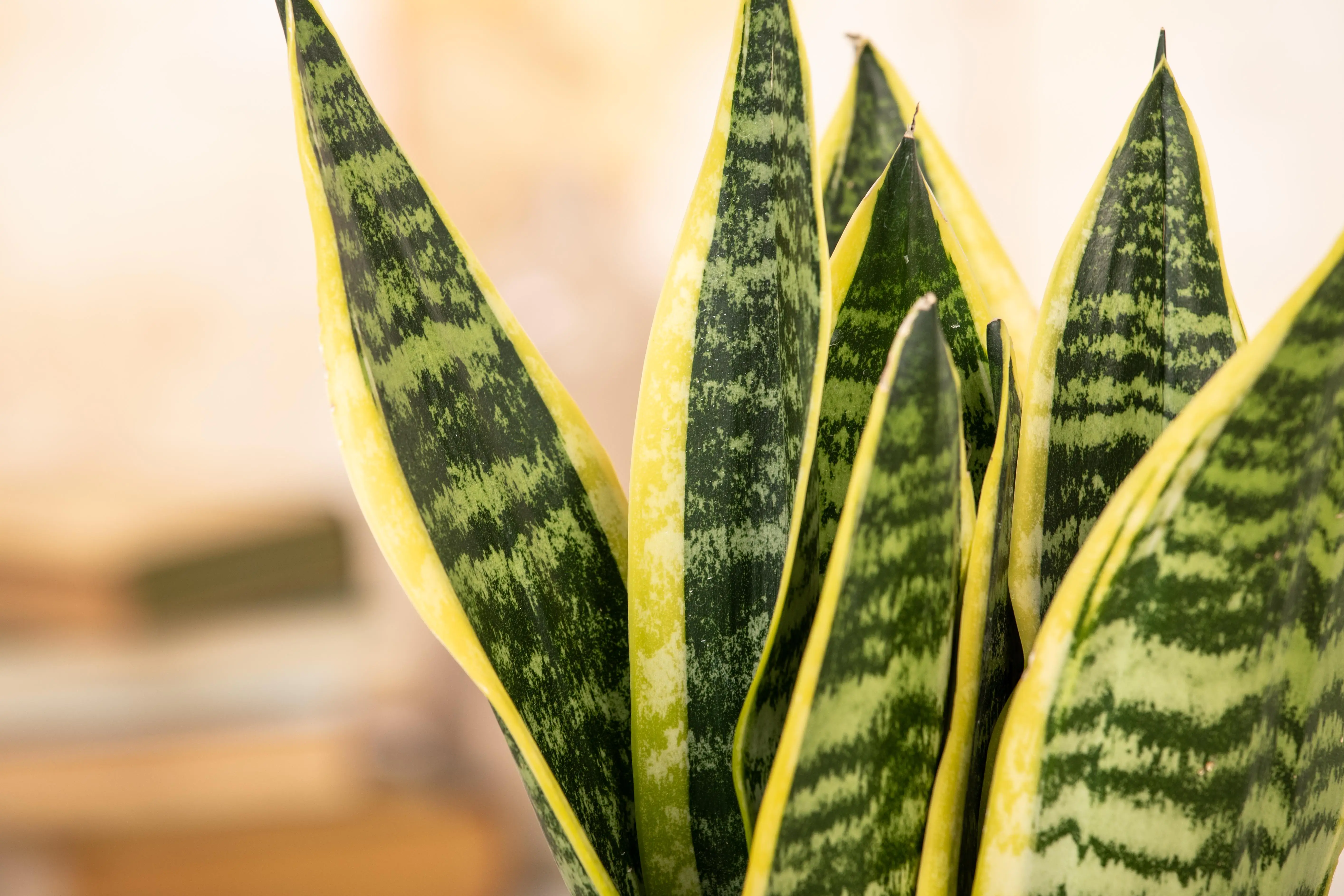 Sansevieria Laurentii Bogenhanf 30 cm 12 cm Topf