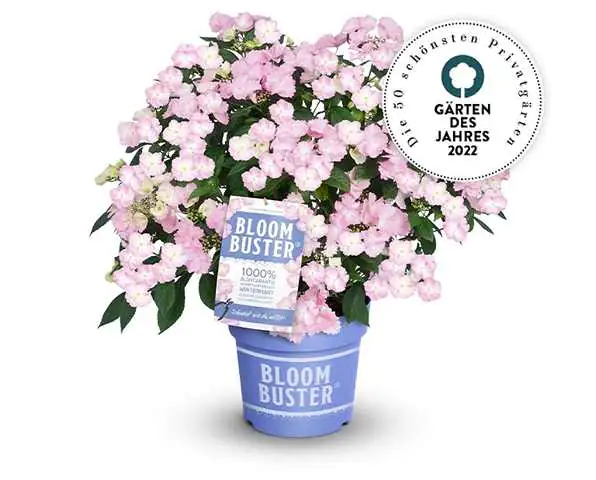 Bauernhortensie Bloombuster Hydrangea mac. H 30 - 40 cm 5 L Container