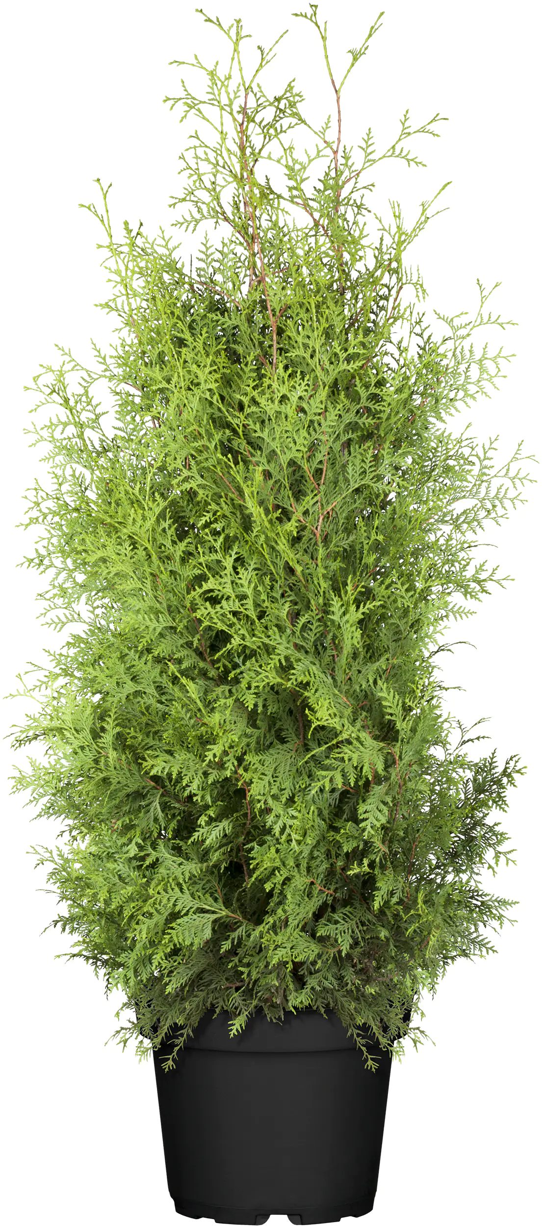 Lebensbaum Thuja occidentalis Brabant H 100- 120 cm 5 L Container