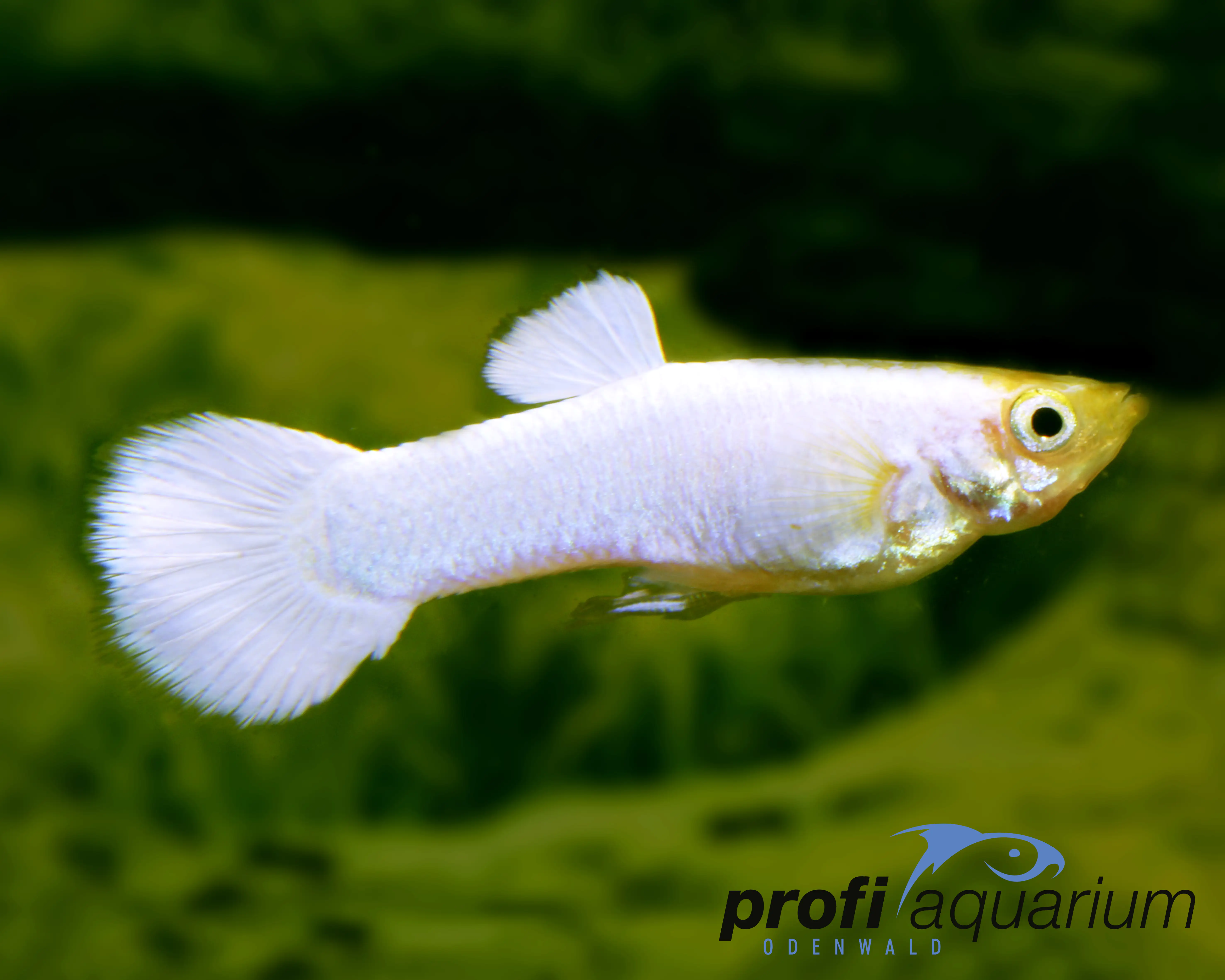 Aquariumfisch Guppy männlich platinum 3-5 cm Poecilia reticulata