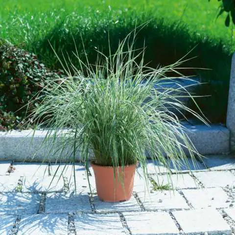 Ziergras Calamagrostis alop. Overdam 17 cm Topf