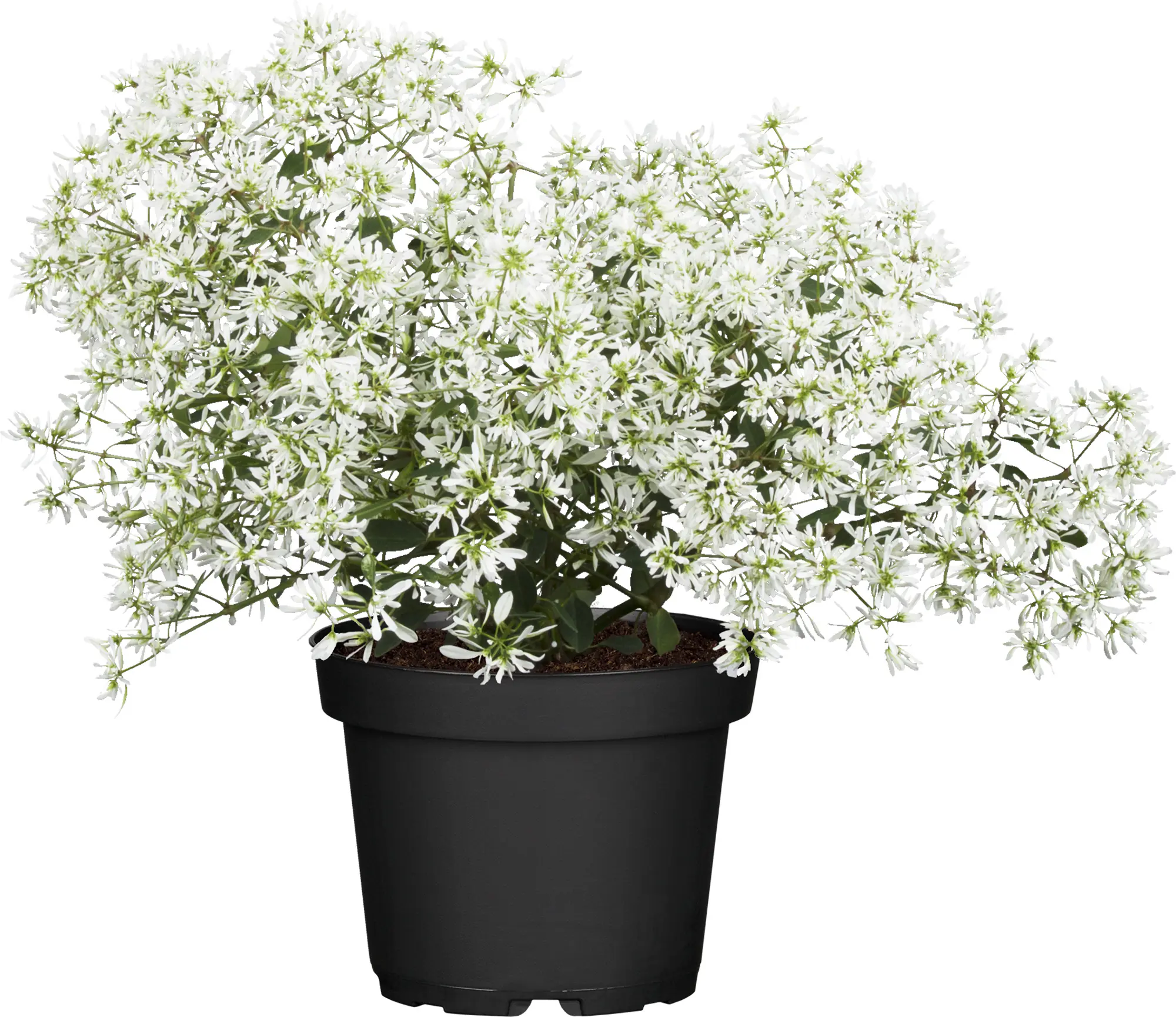 Wolfsmilch Euphorbia Diamond Frost 12 cm Topf