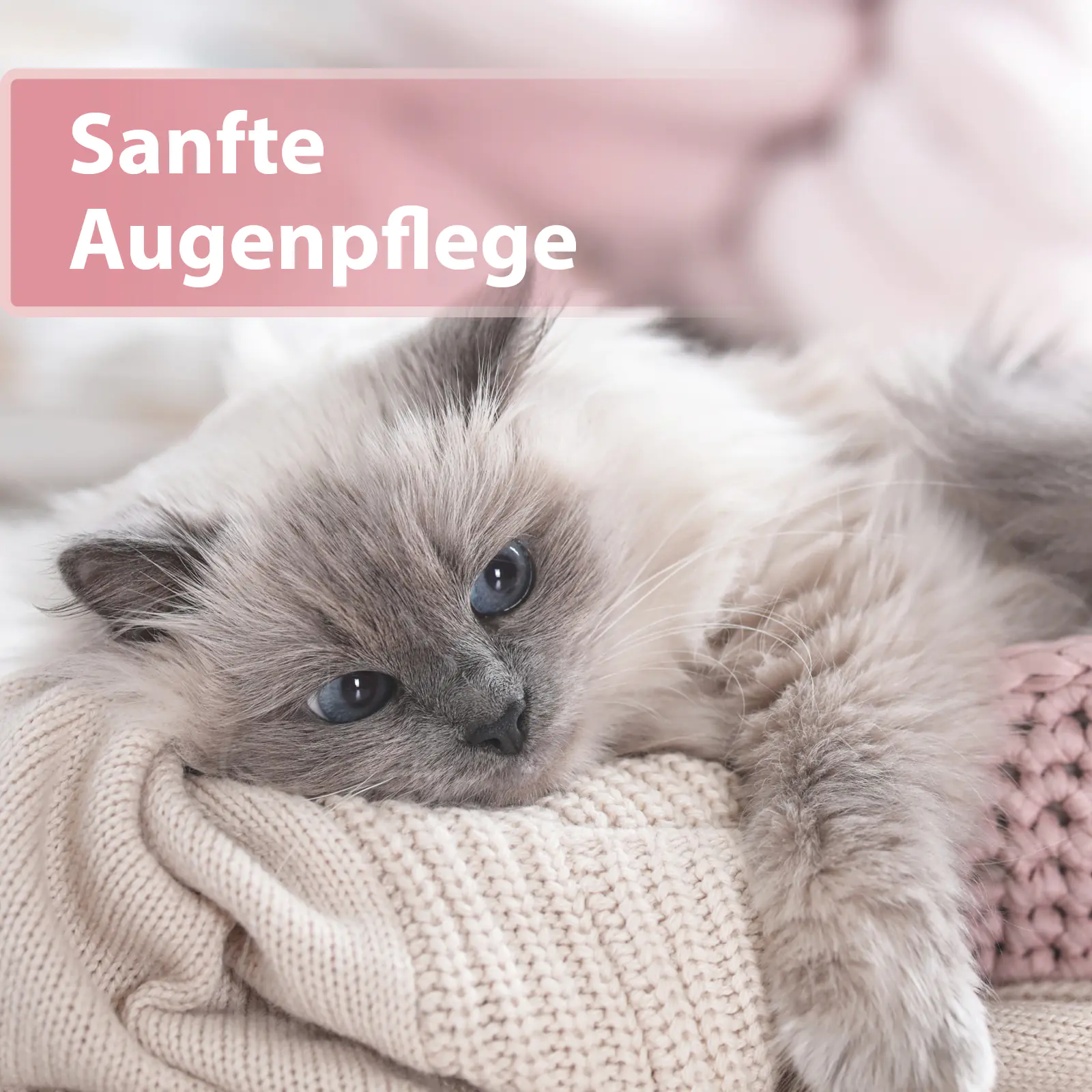Felisept Augenpflege Pads für Katzen 100 Stück