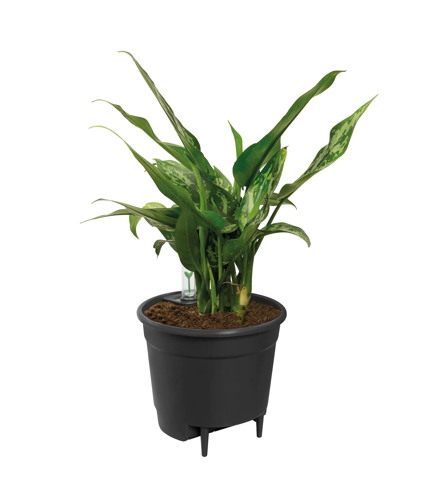 Elho Blumentopf Ø 17 x 16 cm living schwarz