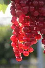 Obststrauch Johannisbeere rot 3 L Container