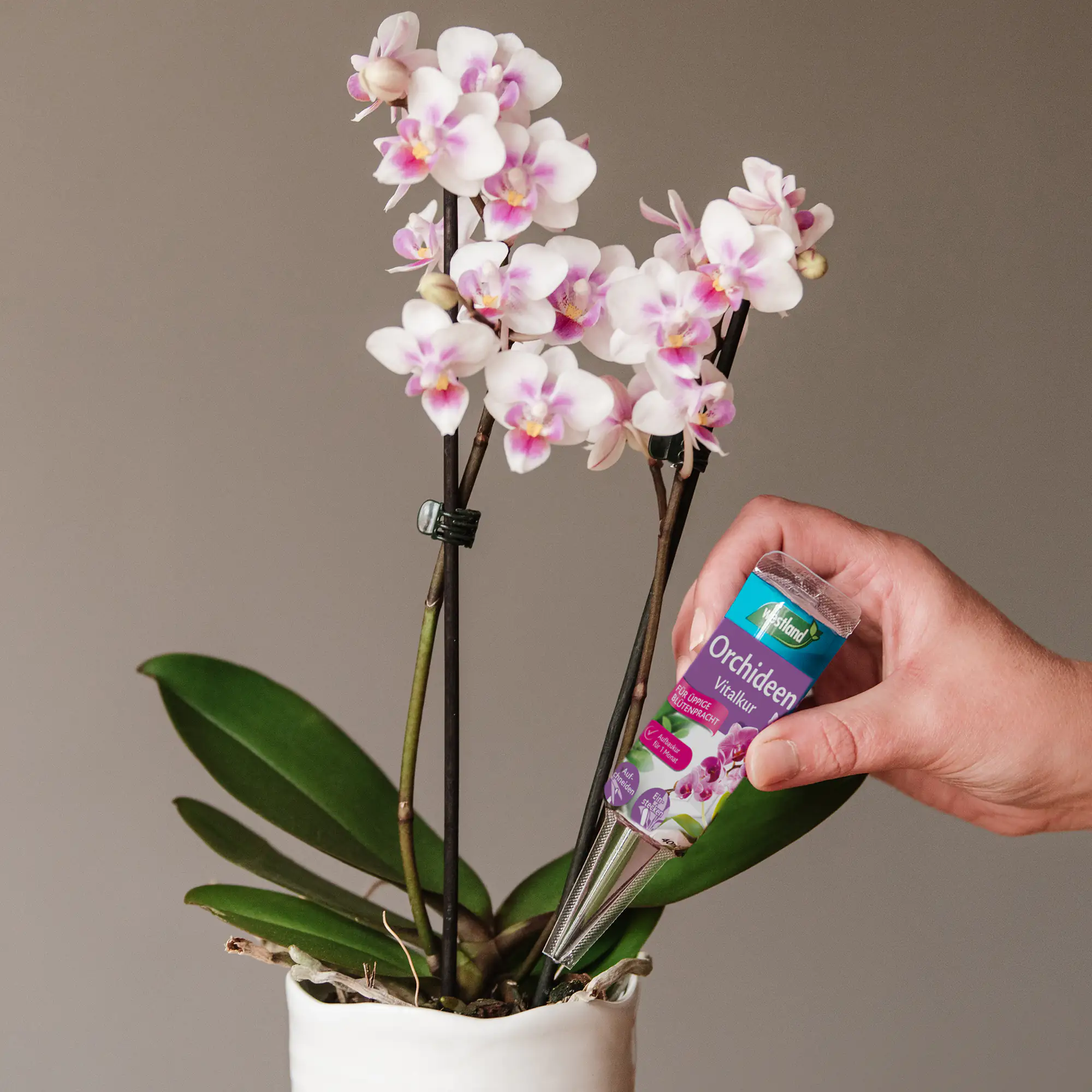 Westland Orchideen Vitalkur 40 ml