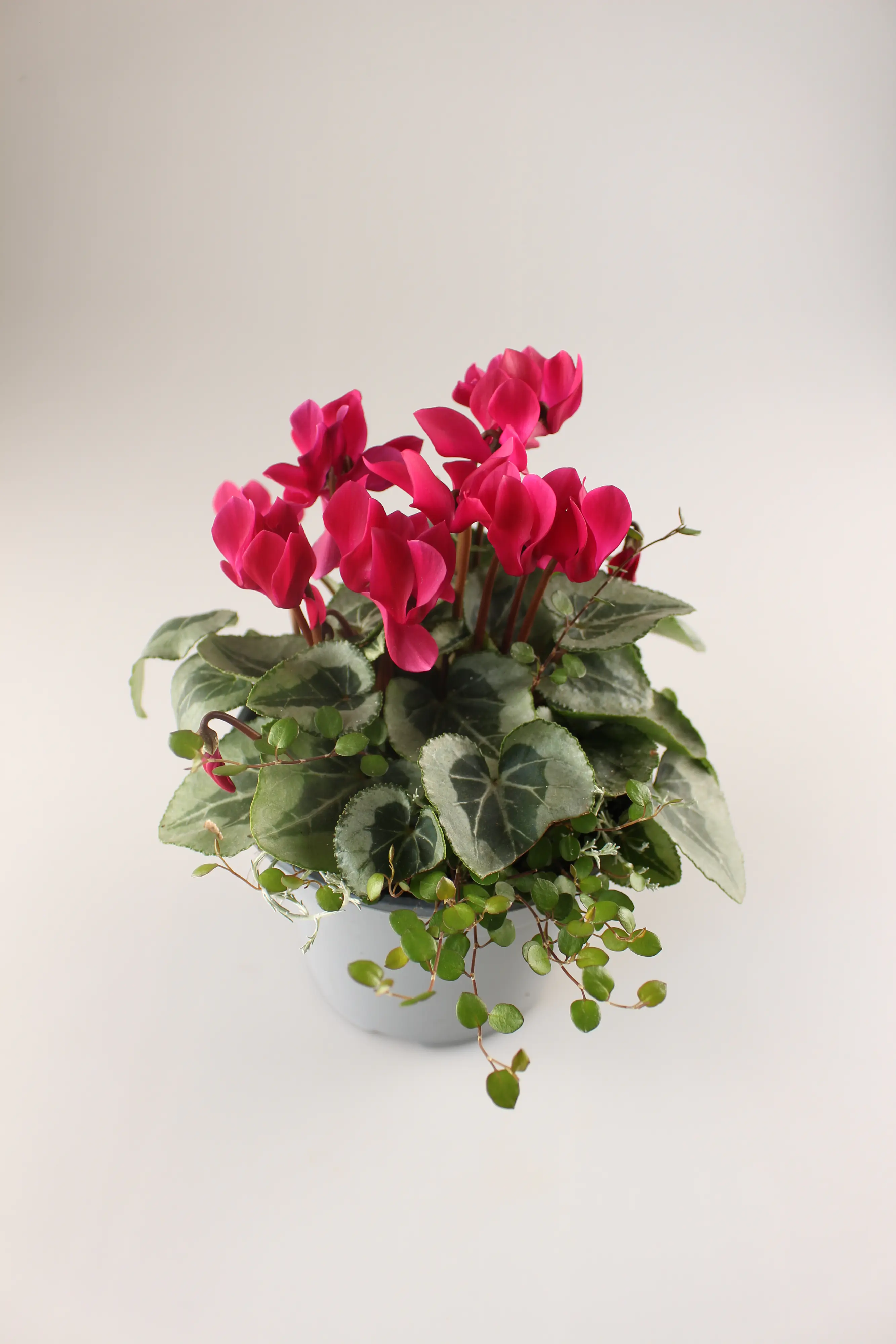 Alpenveilchen Cyclamen purpurascens 14 cm Topf