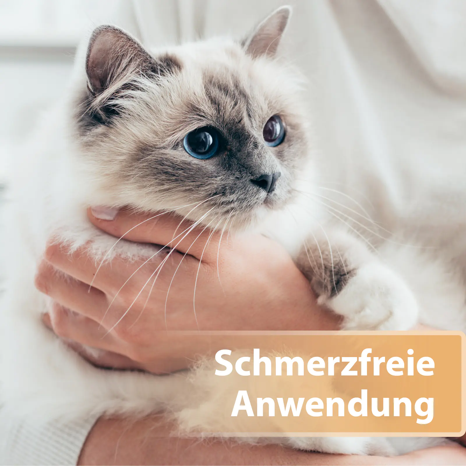 Felisept Wundspray für Katzen 75 ml