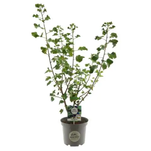 Wilde Küche Jochelbeere 25 cm Topf, 40-60 cm hoch