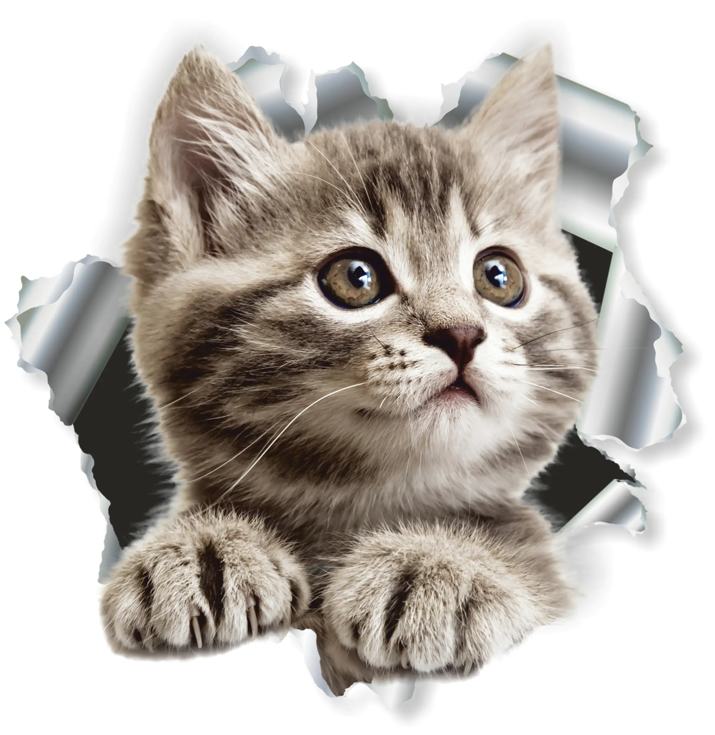 Hermann Schütz Aufkleber Einschussloch Motiv Katze 200x270mm