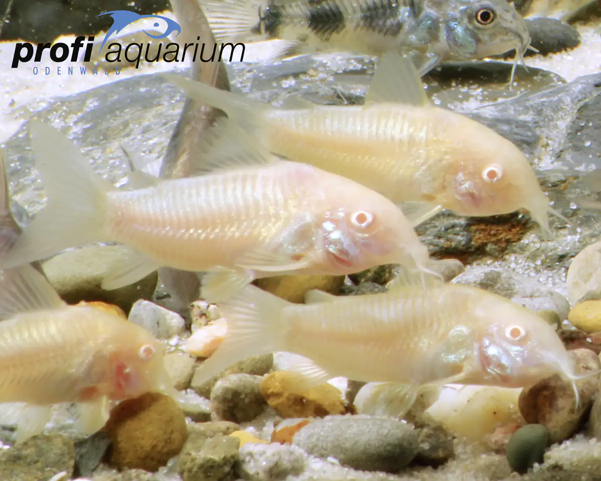 Aquariumfisch Albino Panzerwels 2,5cm Corydoras aeneus