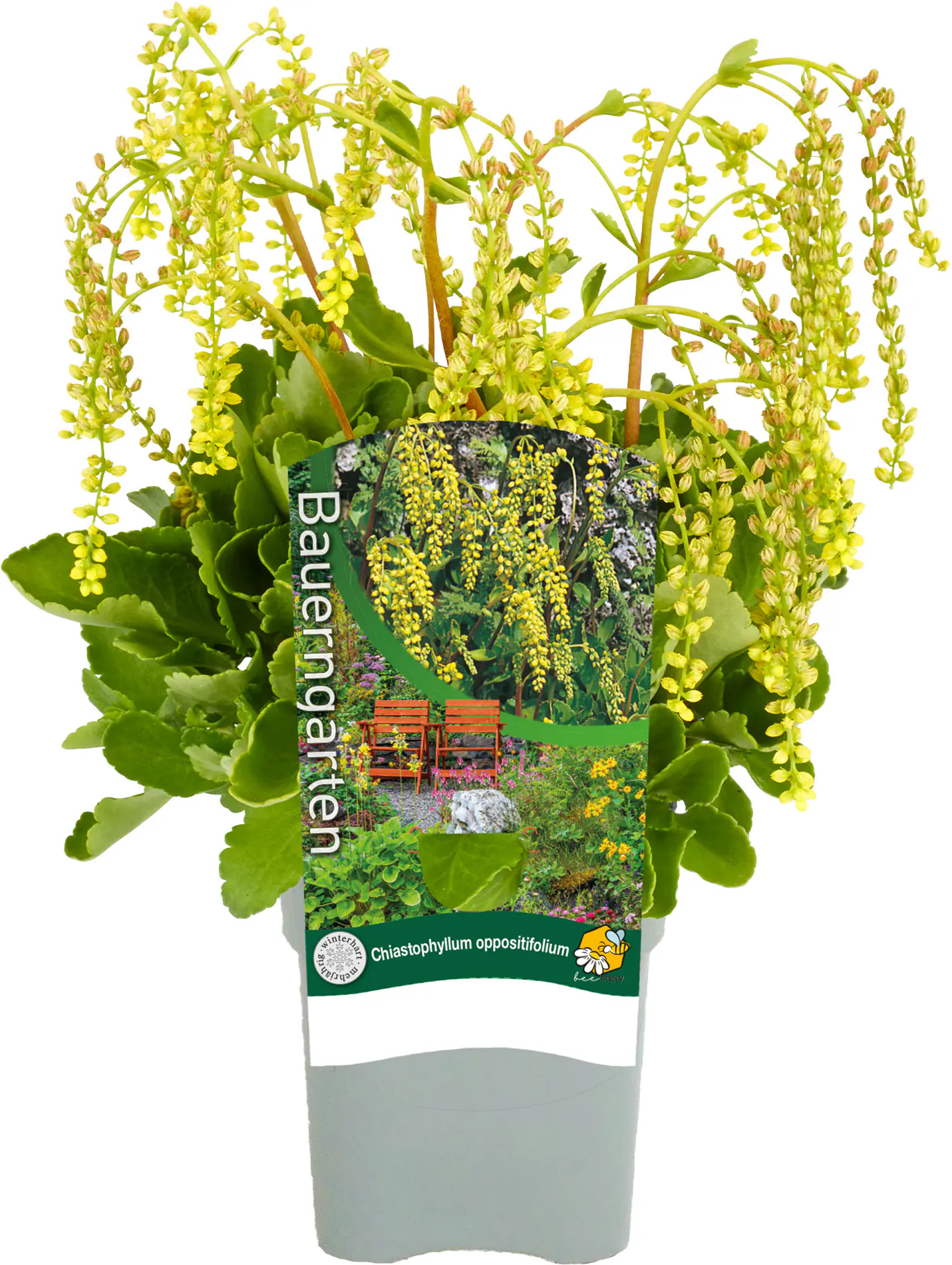 Stauden-Mix "Bauern-Garten" 15 cm Topf
