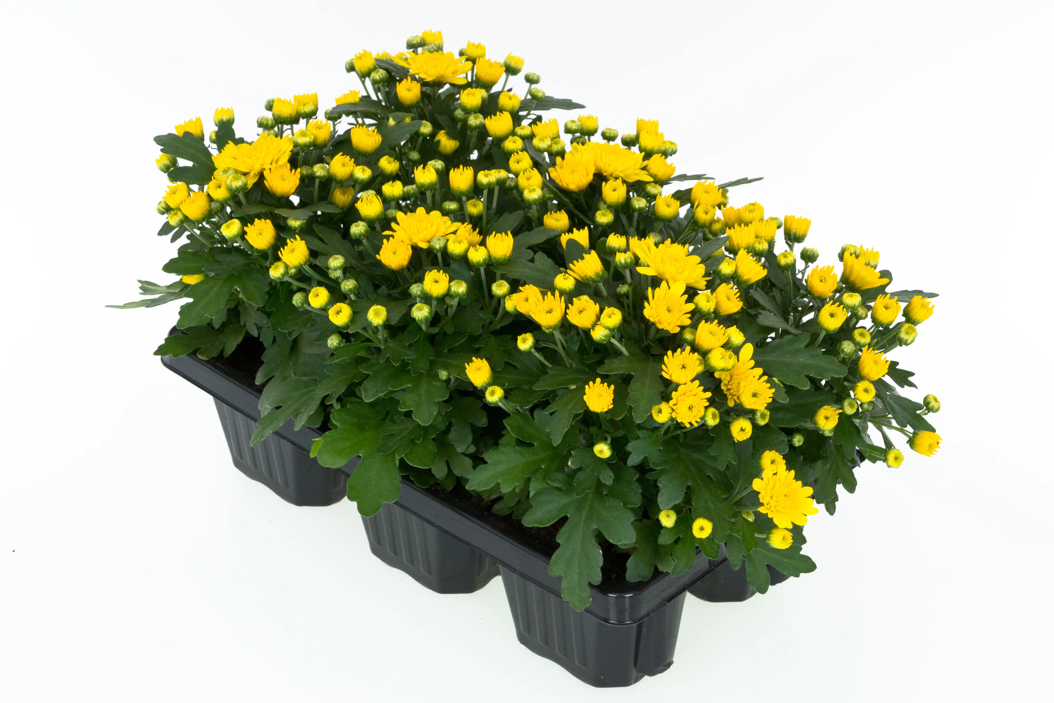 Chrysanrheme Garden Mum Chrysanthemum 6-Pack 