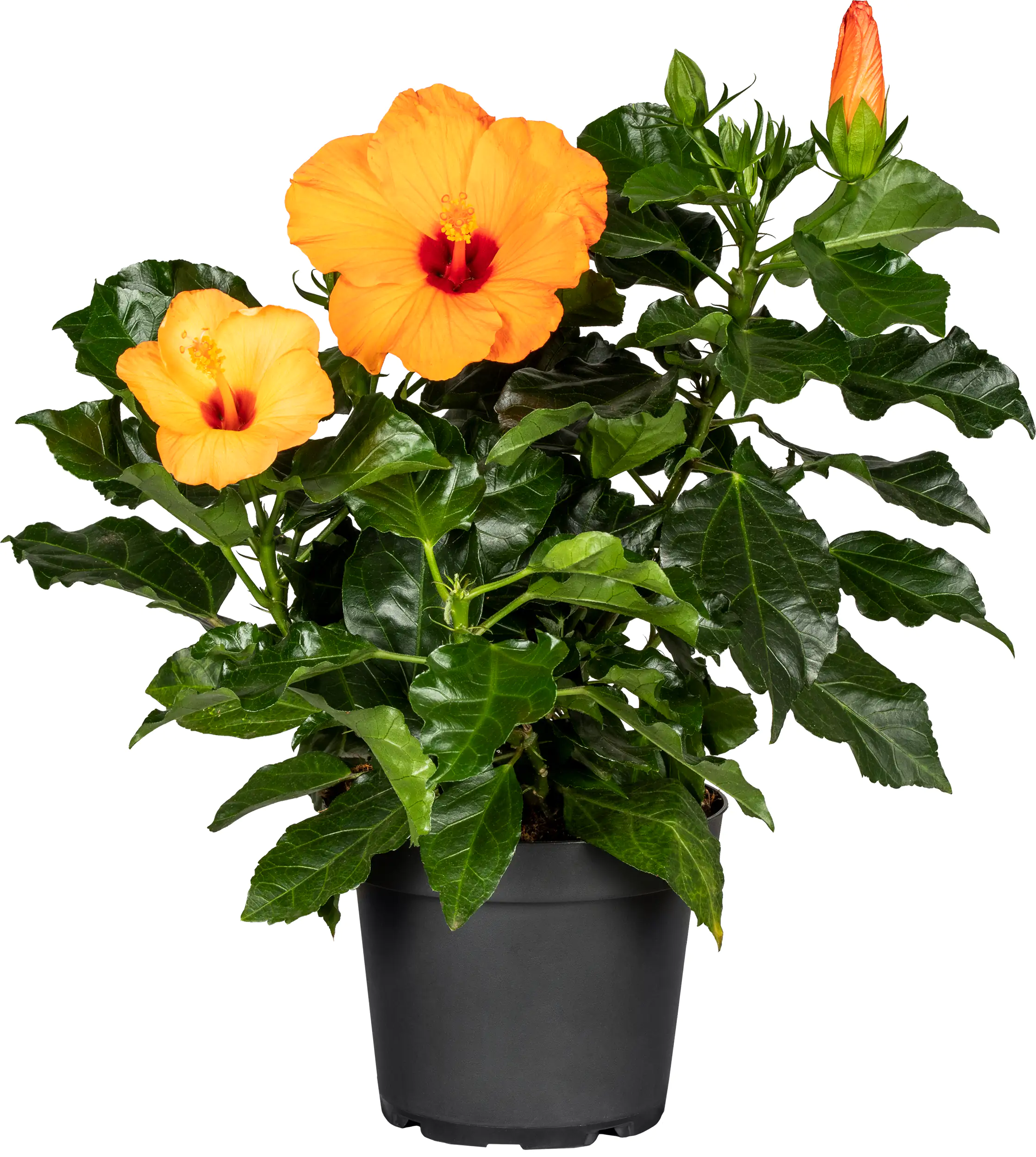 Roseneibisch Hibiscus H ca 40 cm 13 cm Topf
