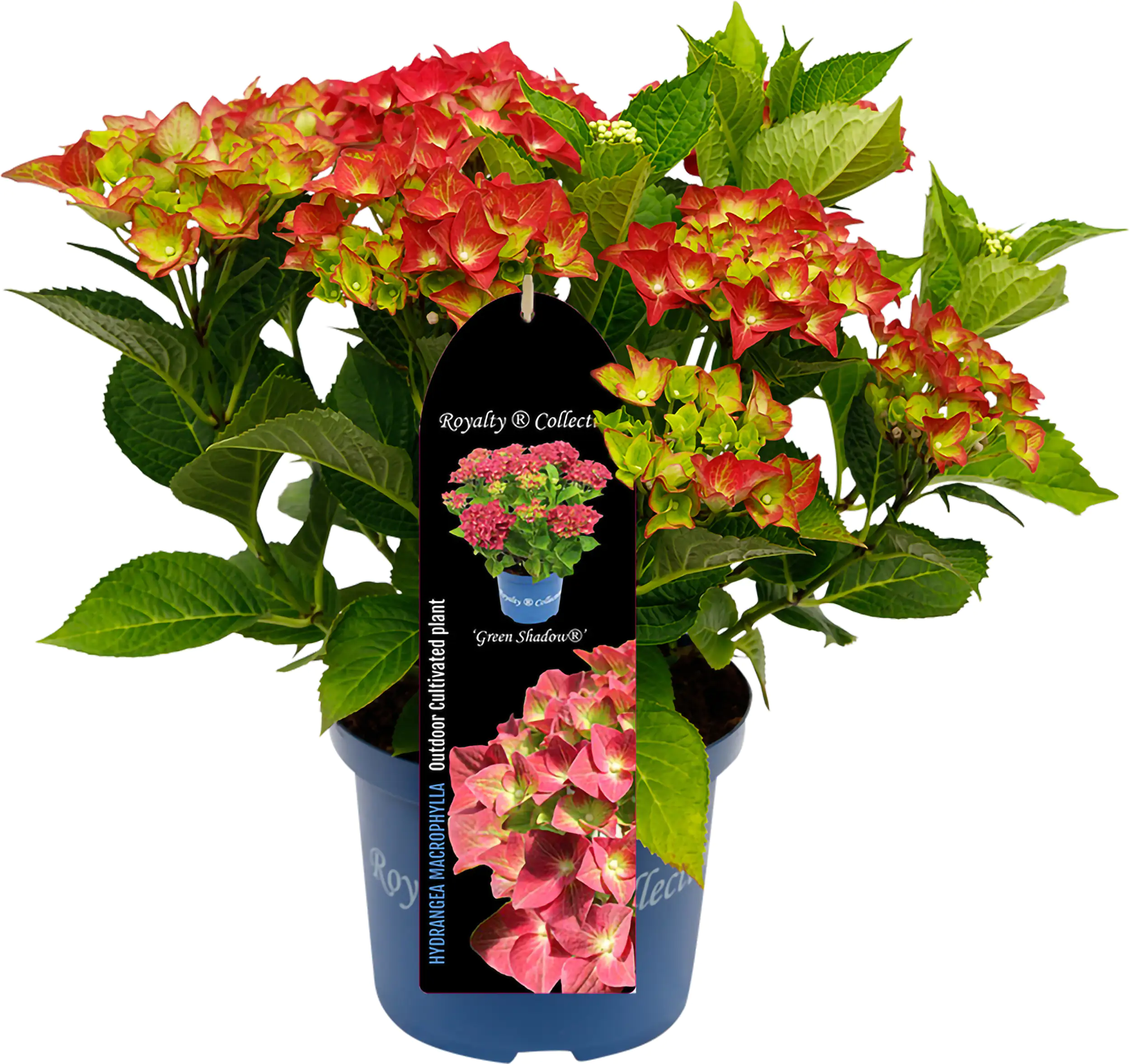 Gartenhortnsie Hydrangea mac. Royalty Collection H ca. 30 cm 23 cm Topf