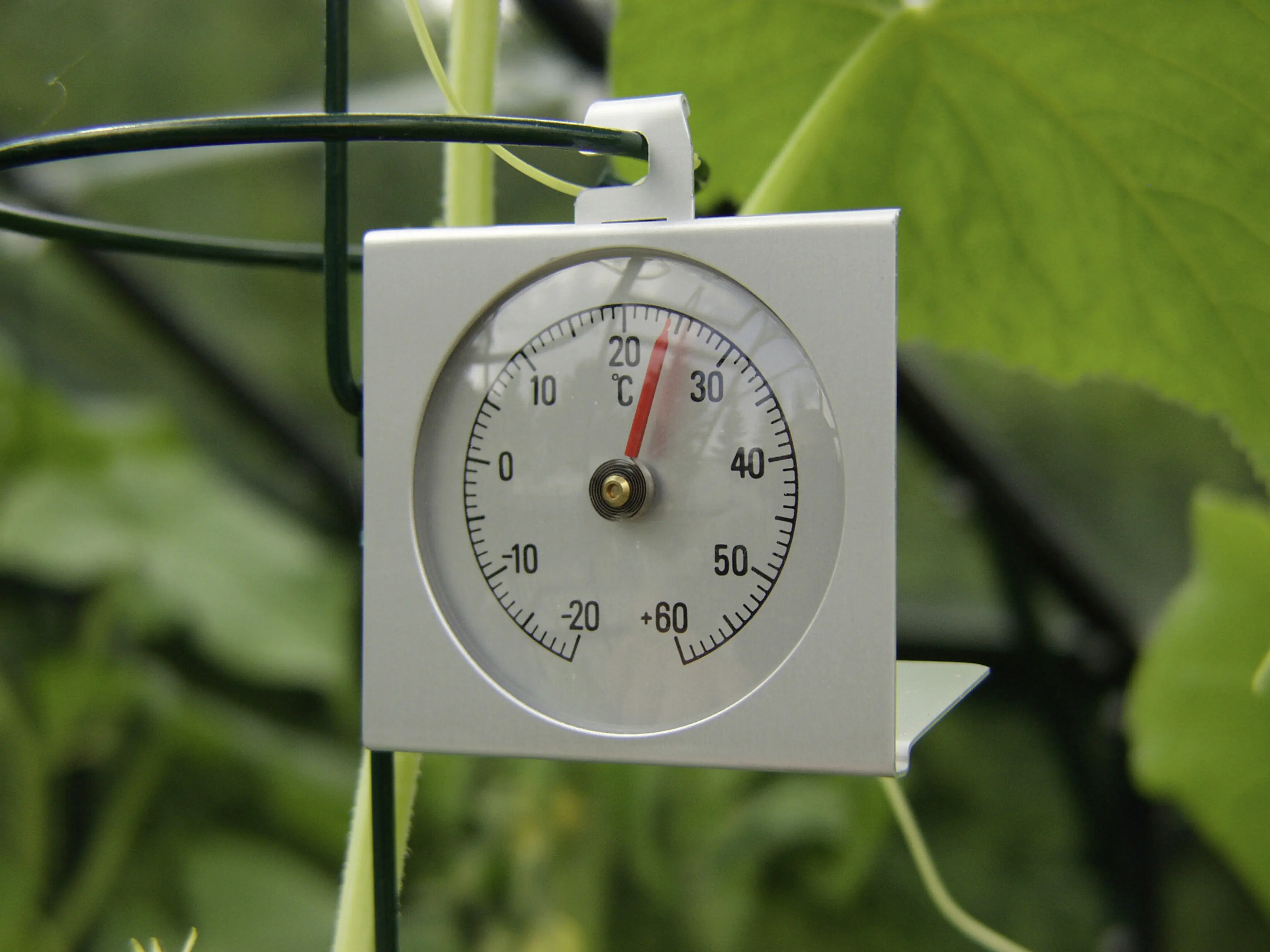 Vitavia Thermometer