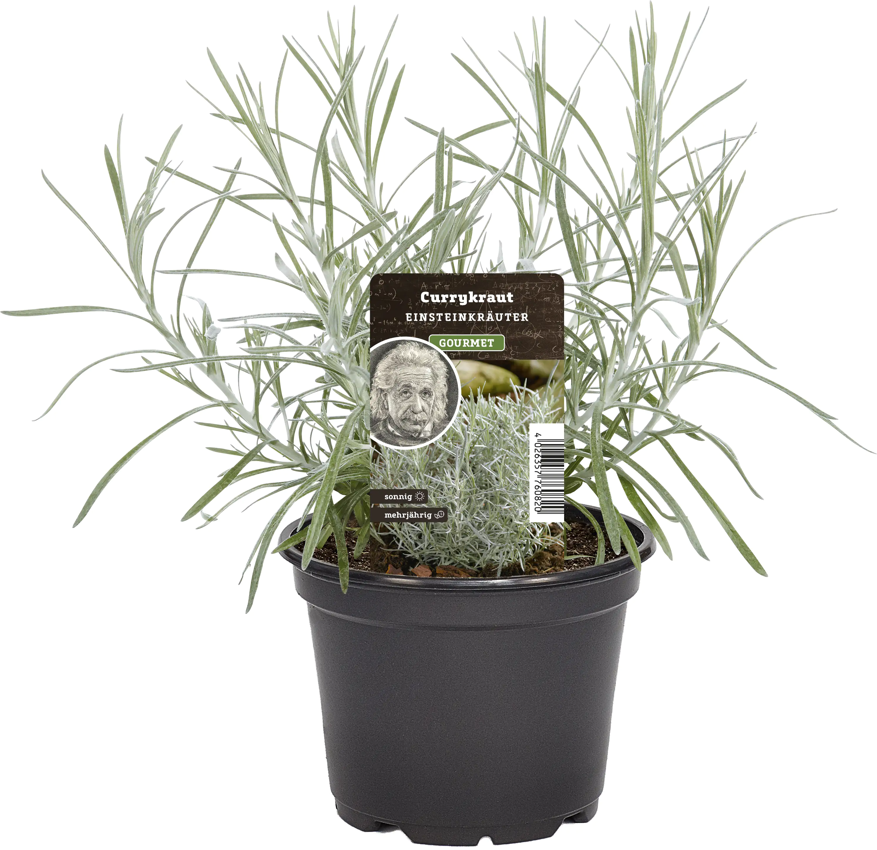 Einsteinkräuter Currykraut 12 cm Topf