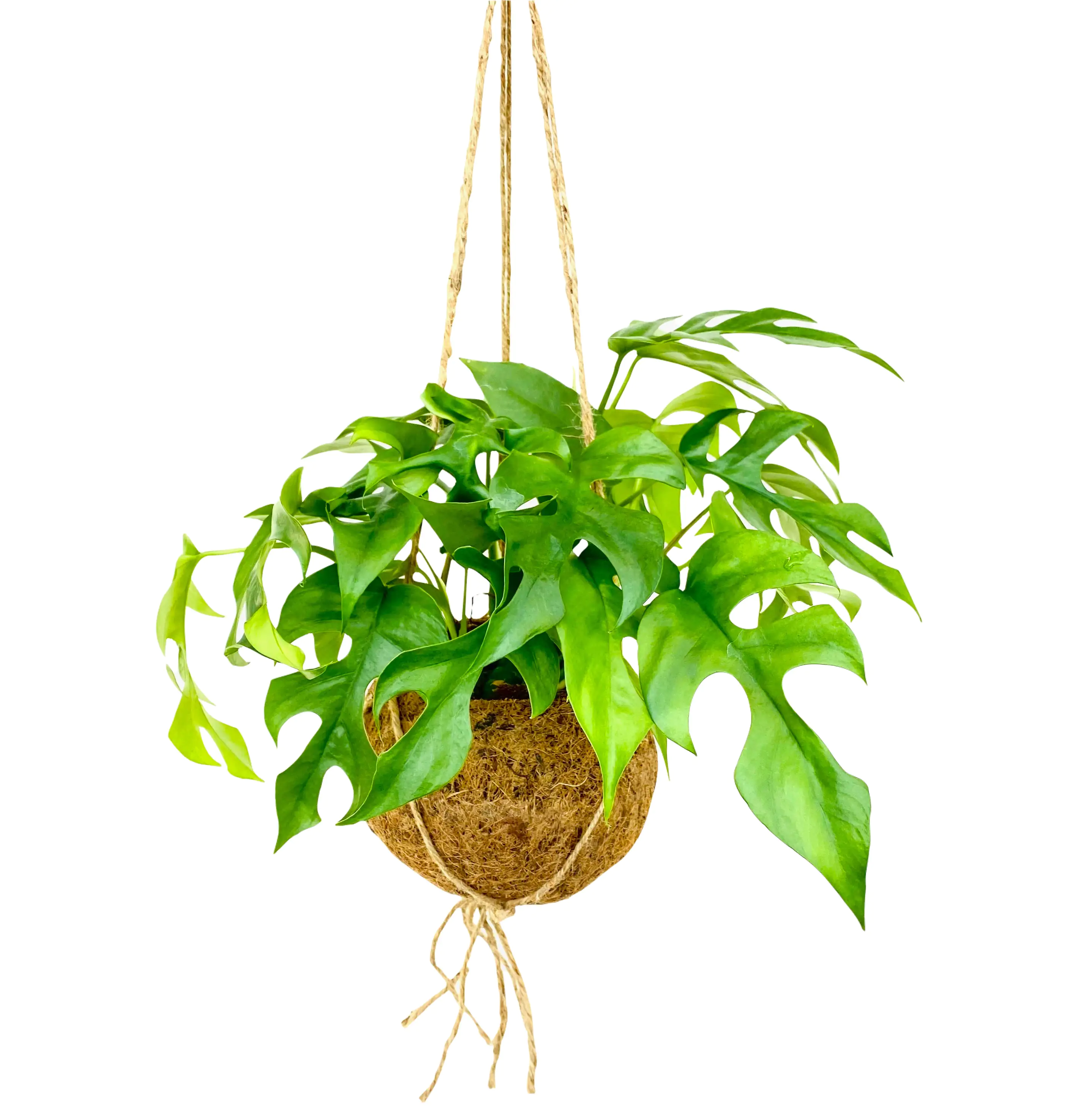 Kokodama Ampel Fensterblatt Monstera Minima H ca. 30 cm 17 cm Topf 