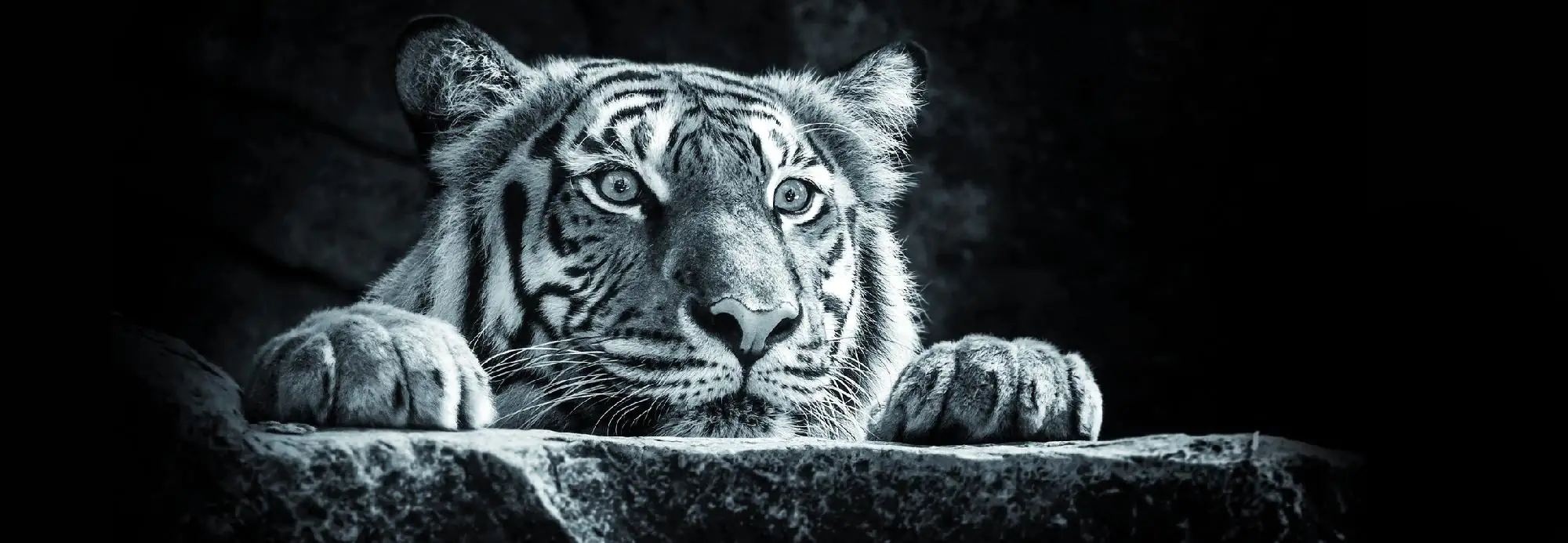 Deco-Panel Bild - Nice Tiger 155 x 53 cm