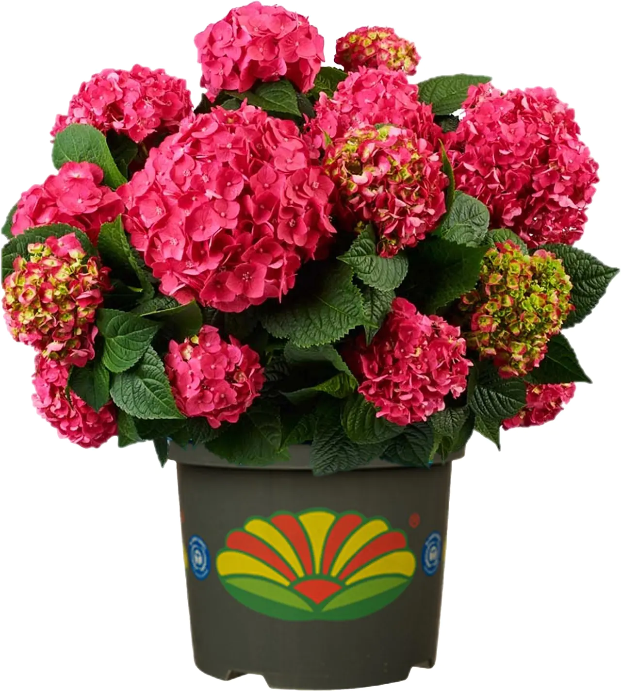 Freiland-Hortensie Hydrangea macrophylla 23 cm Topf