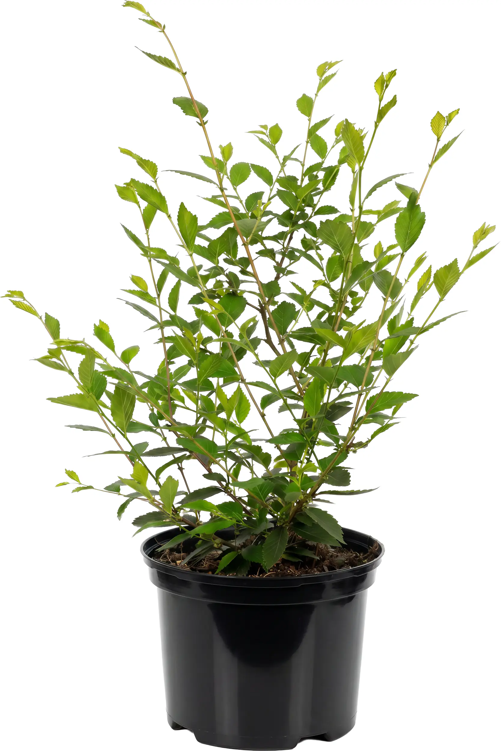 Heckenulme Ulmus "Die Heckenheldin" 17cm Topf, 40-60 cm hoch