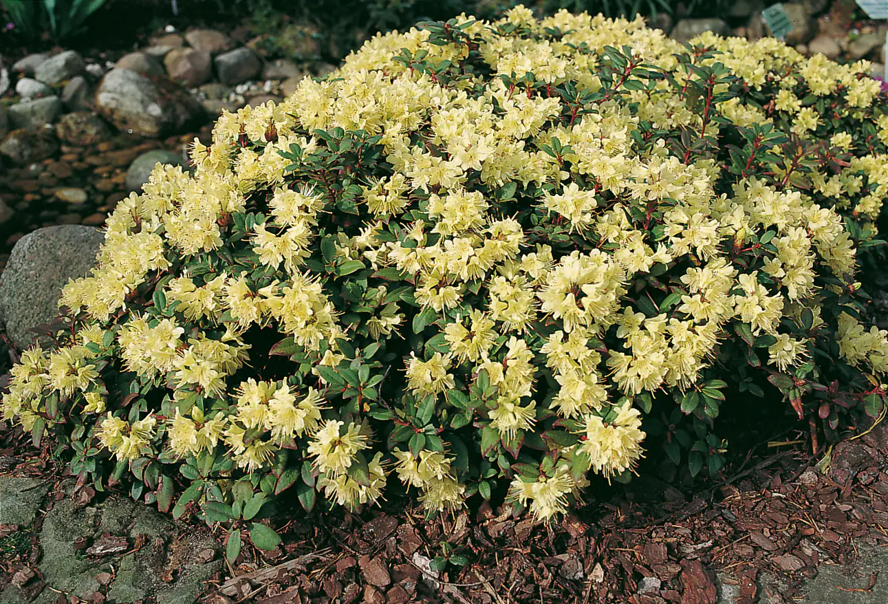 Rhododendron 'Princess Anne' 2 L Container