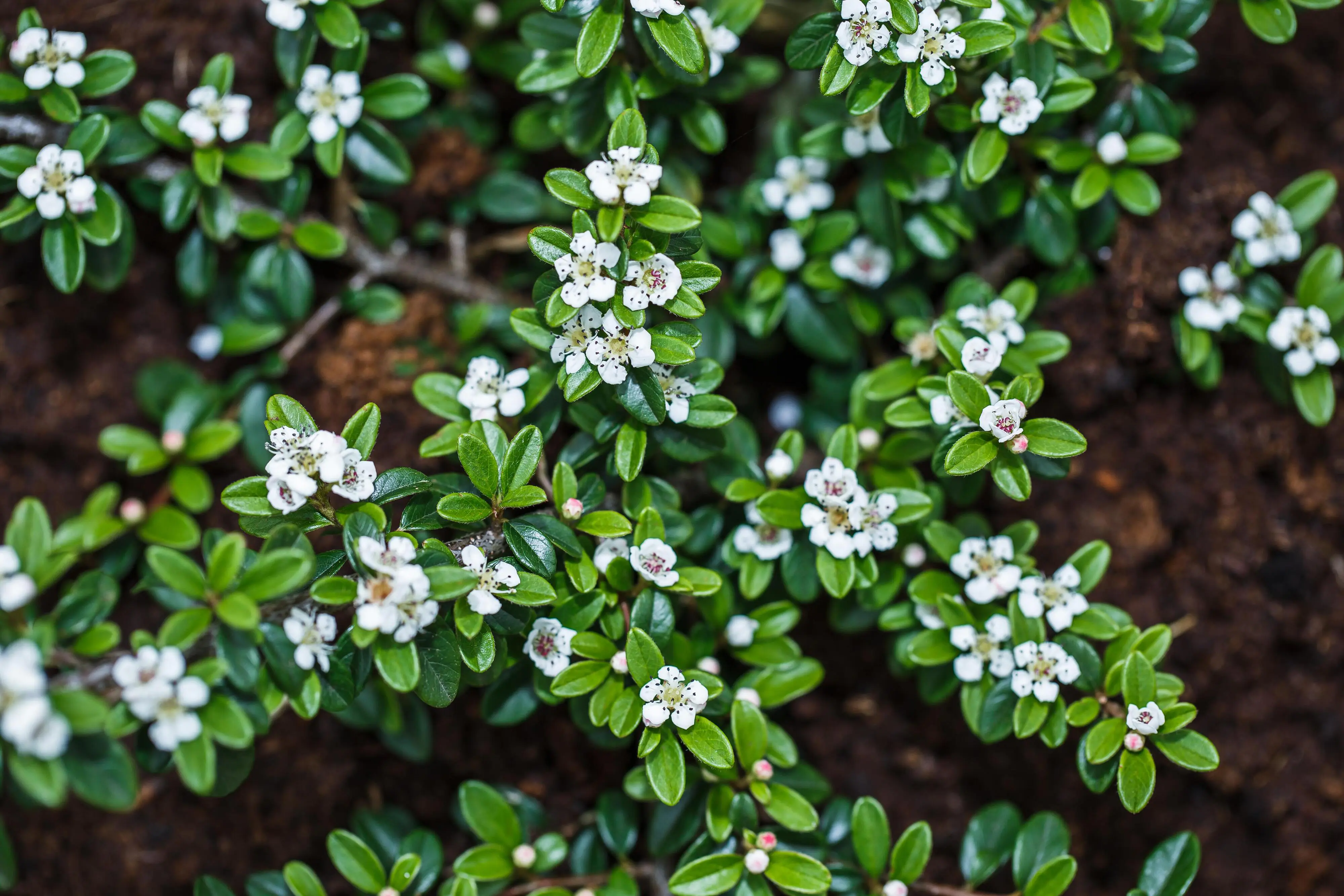 Teppichmispel Cotoneaster dammeri 'Radicans' 0,5 l Container