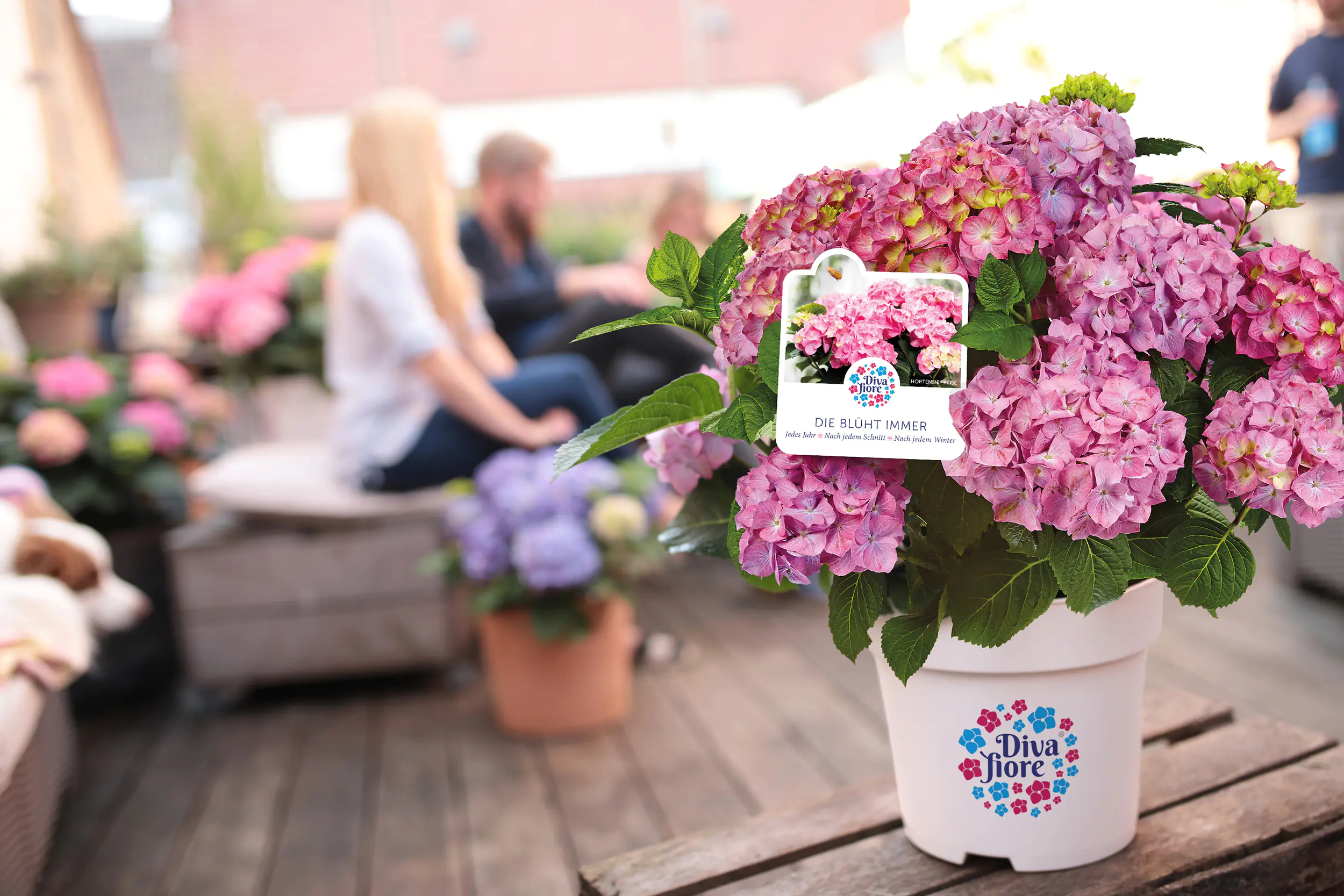 Gartenhortensie Hydrangea mac. Diva Fiore H ca. 30 cm 23 cm Topf