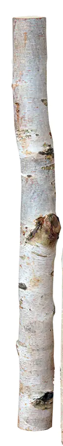 Birkenholzsticks 100% Natur 40 cm