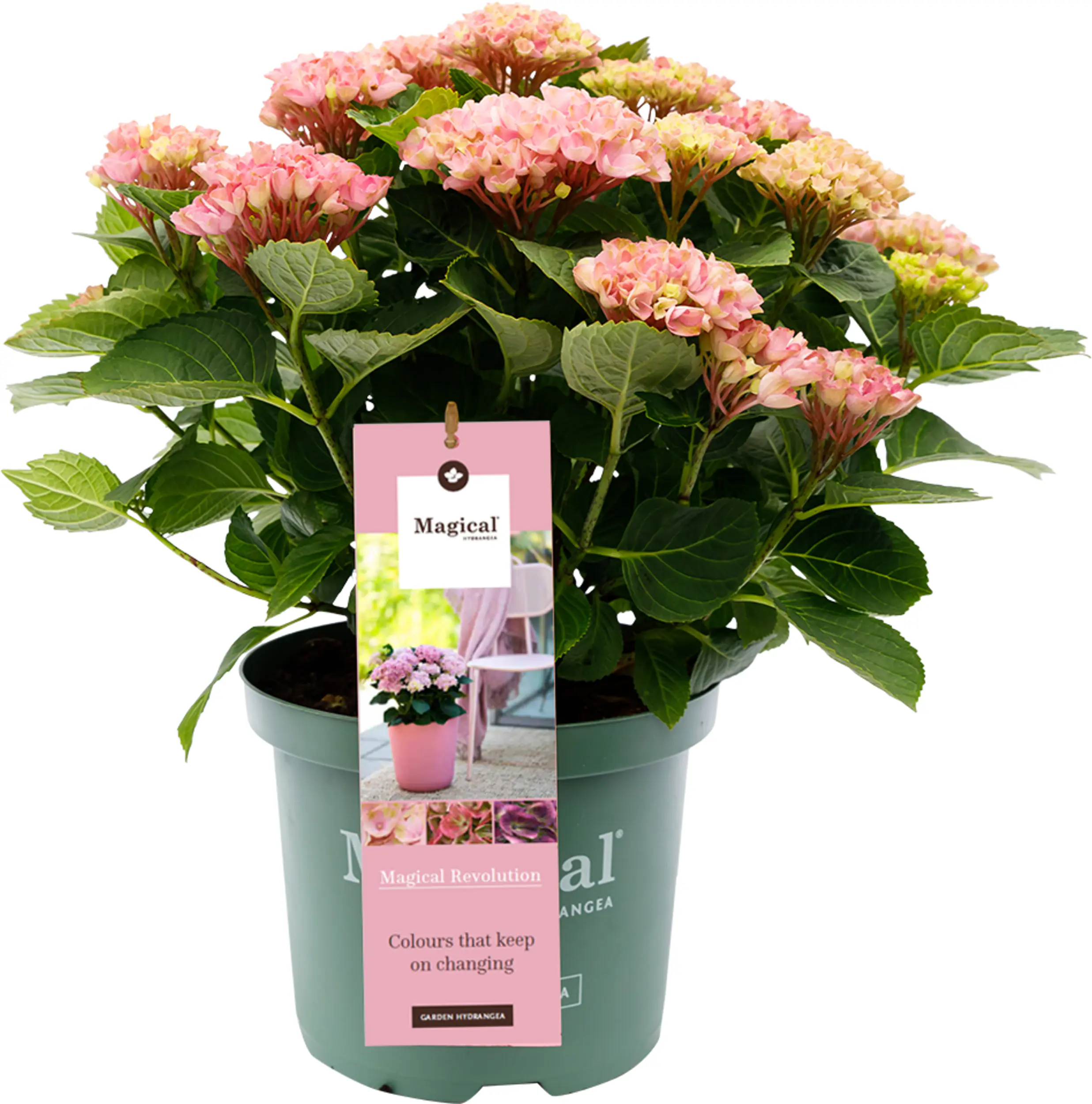 Hydrangea mac. Hortensie Magical 19 cm Topf
