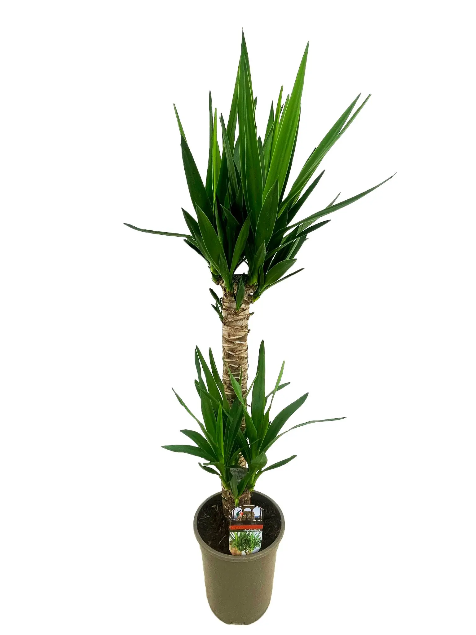 Yucca-Palme Yucca elephantipes H 60/20 cm, Topf 19 cm
