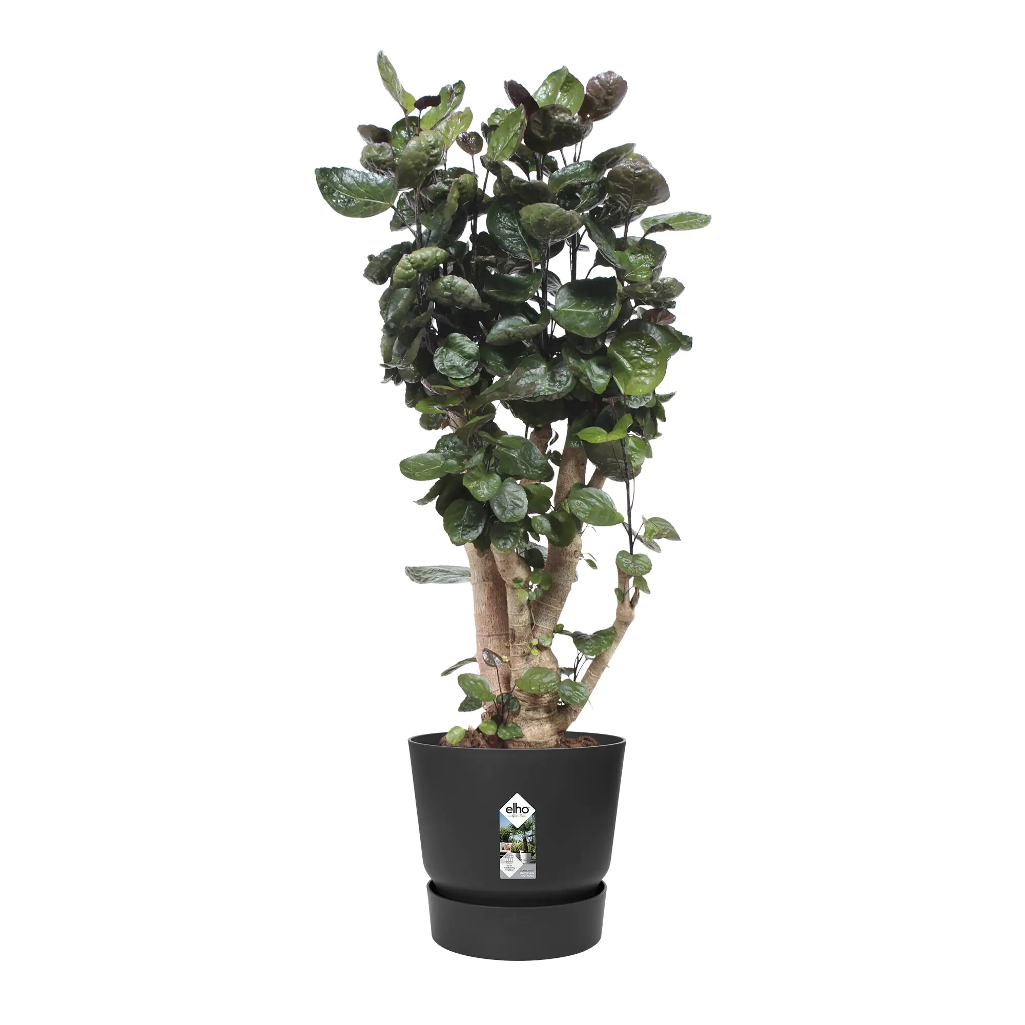Elho Pflanztopf Greenville Ø 40 x 37 cm living schwarz