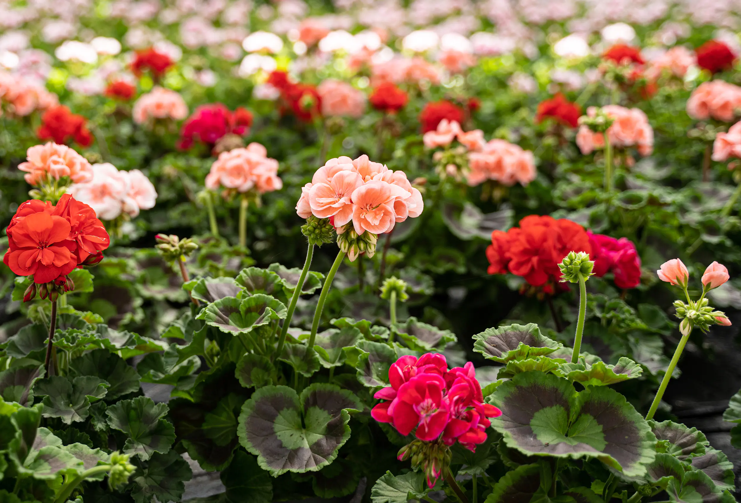 Geranie stehend Geranium zonale H ca 25 cm 1 L Container