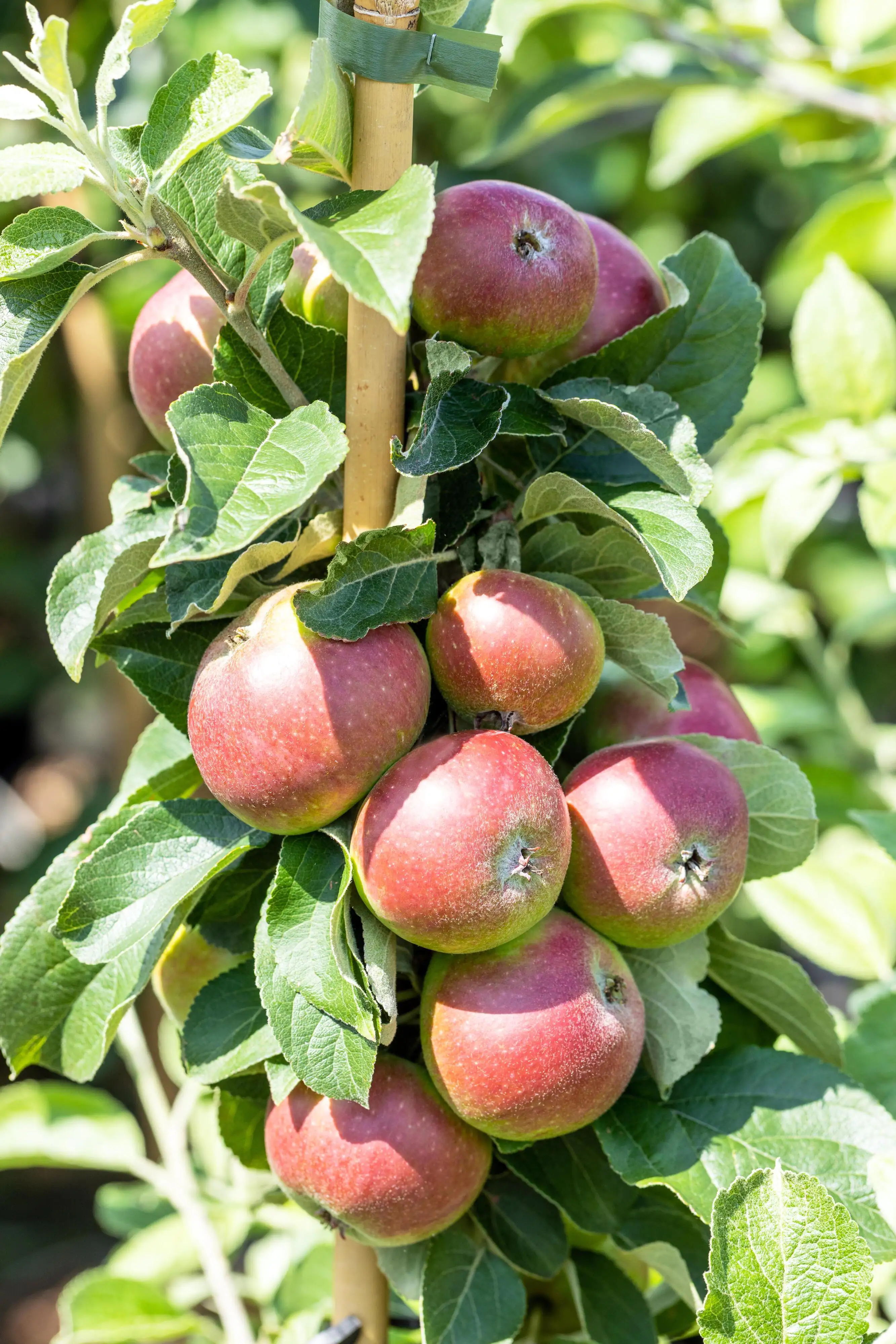 Historische Bio Obstbäume  Apfel Prinz Albrecht H 150 cm 29 cm Topf