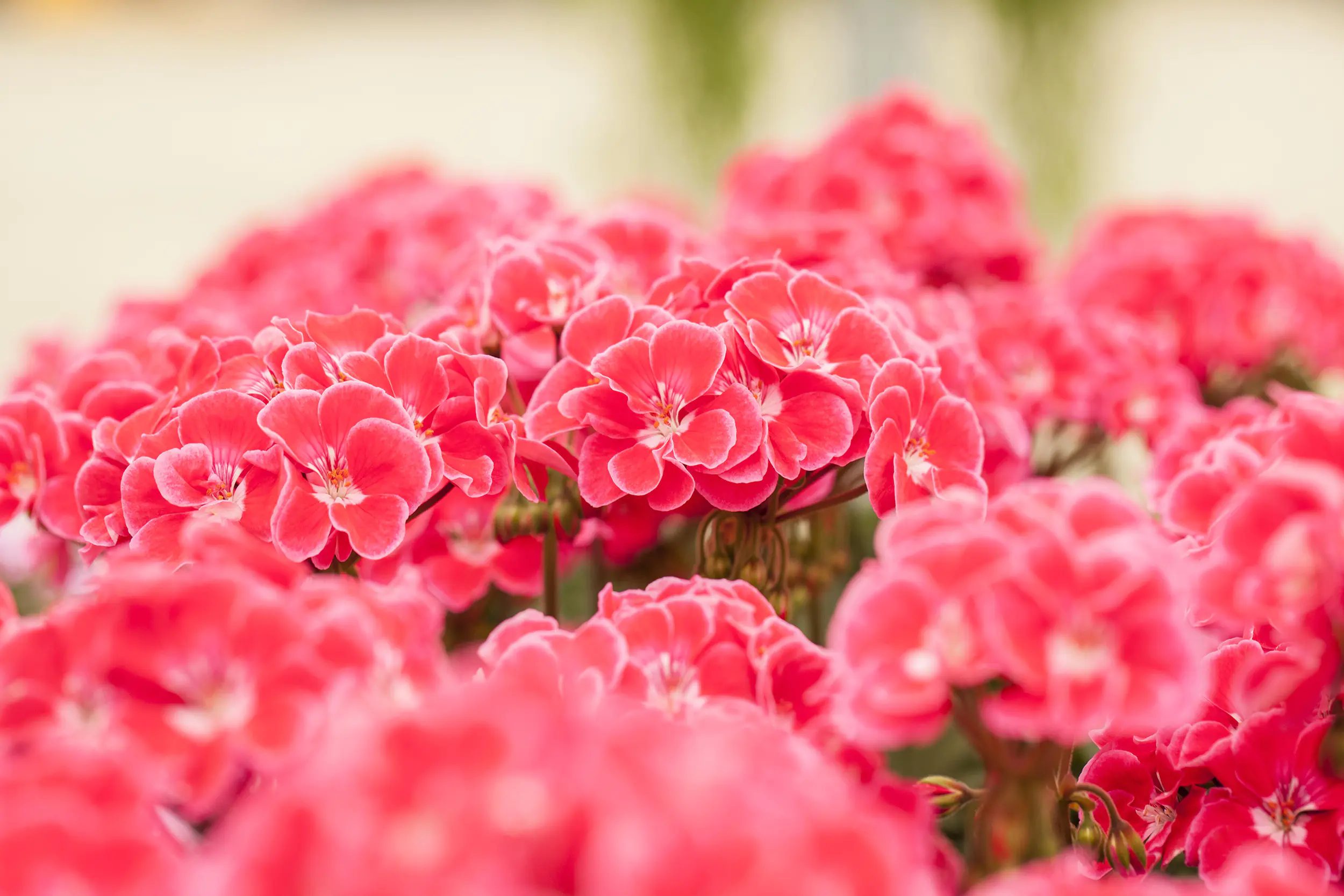 Geranie stehend Geranium zonale H ca 25 cm 1 L Container
