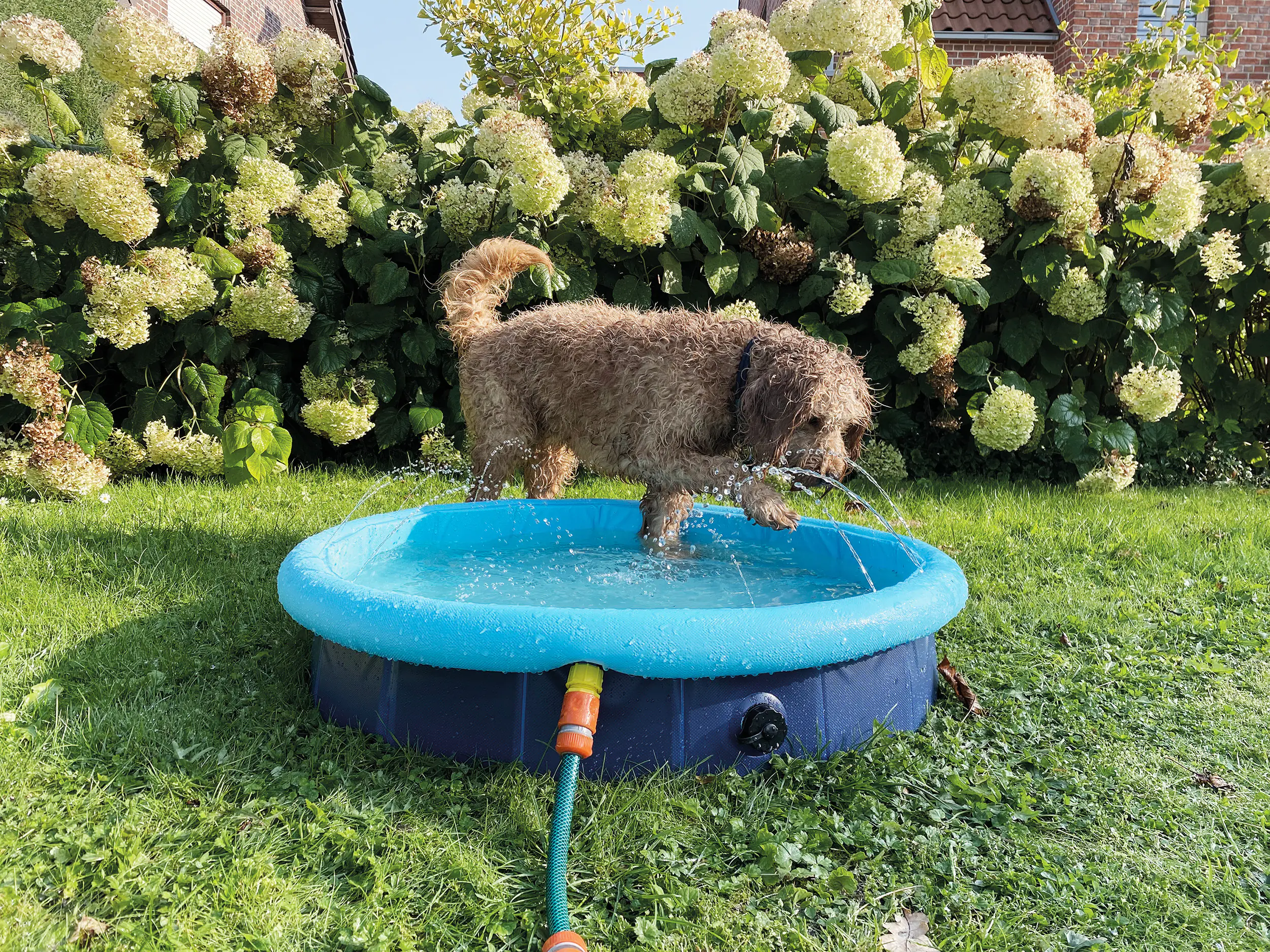 Nobby Hundepool Splash Pool 2 in 1