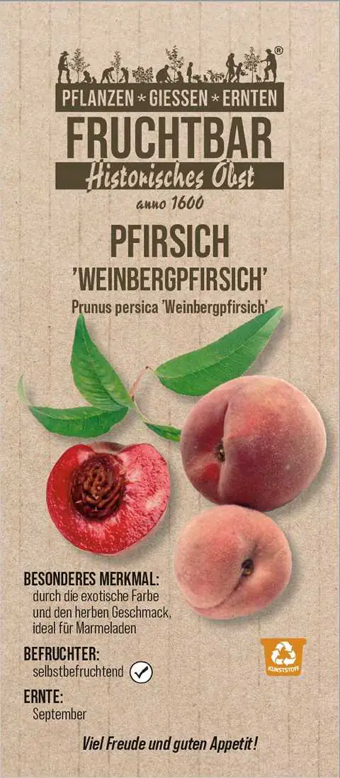Historische Bio Obstbäume Pfirsich Weinbergpfirsich H 150 cm 29 cm Topf