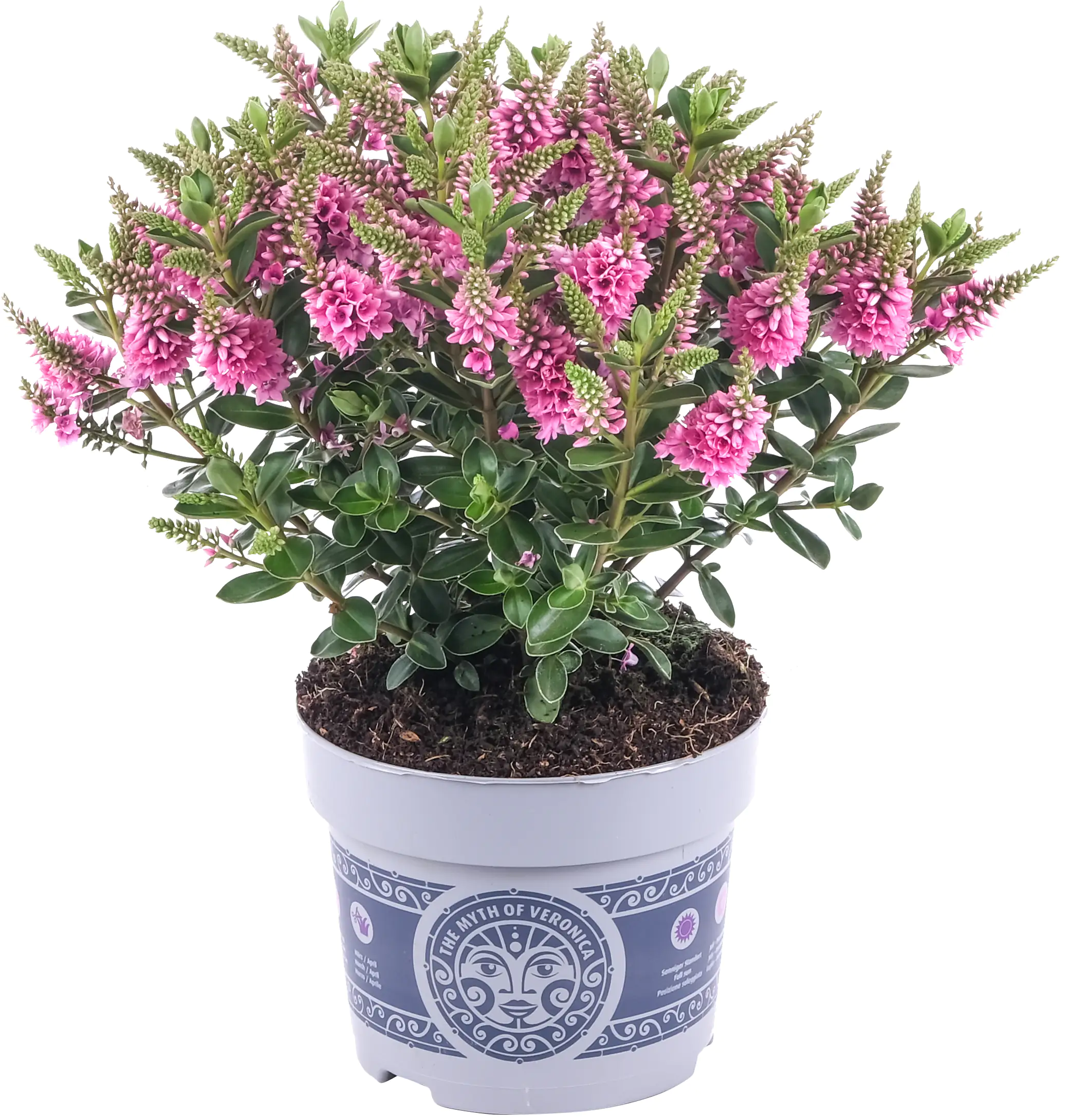 Strauchveronika Hebe All Blooms 12 cm Topf