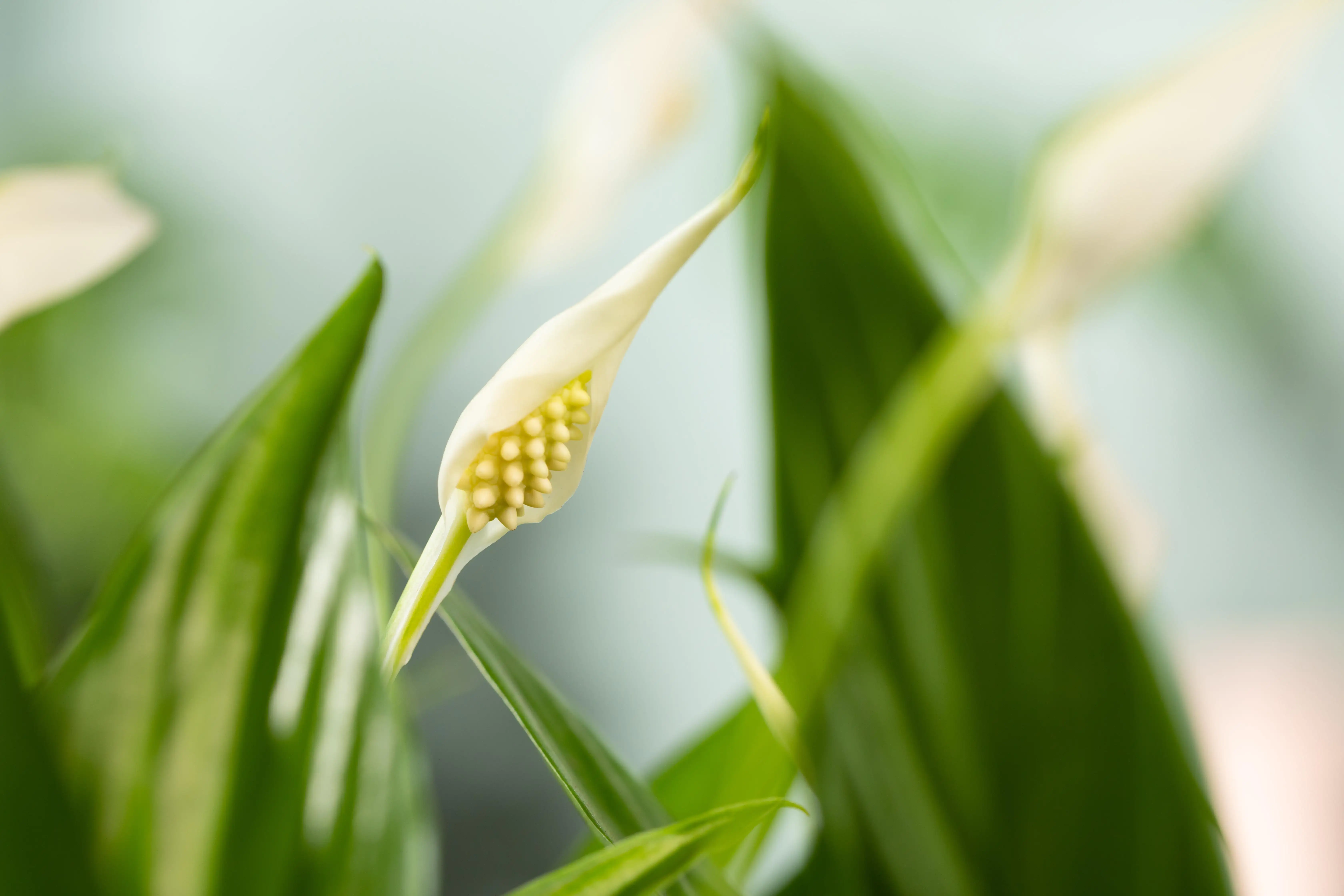 Spathiphyllum Vivaldi Friedenslilie 70 cm 17 cm Topf 