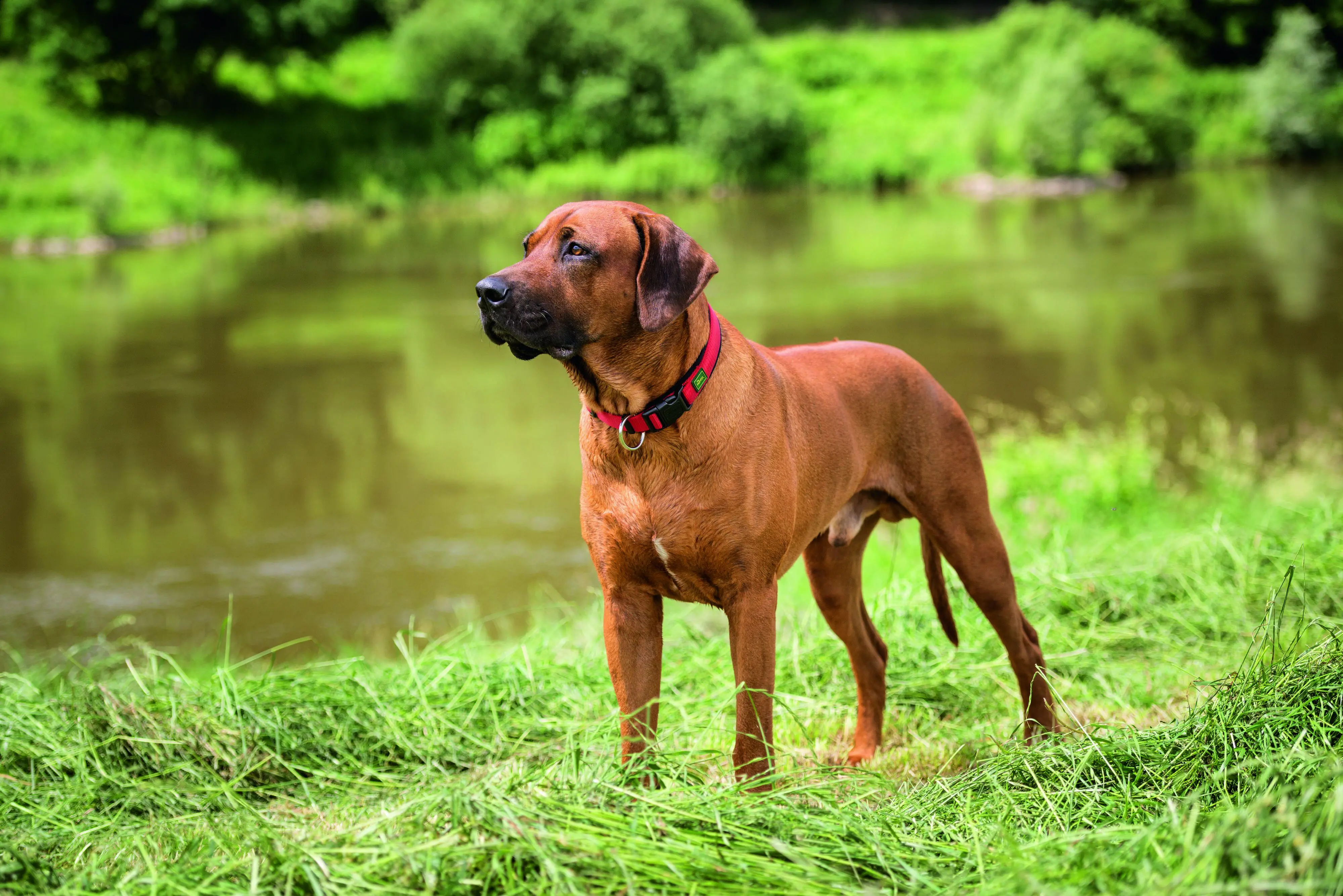 Hunter Hundehalsband Neopren Vario Plus L rot/schwarz