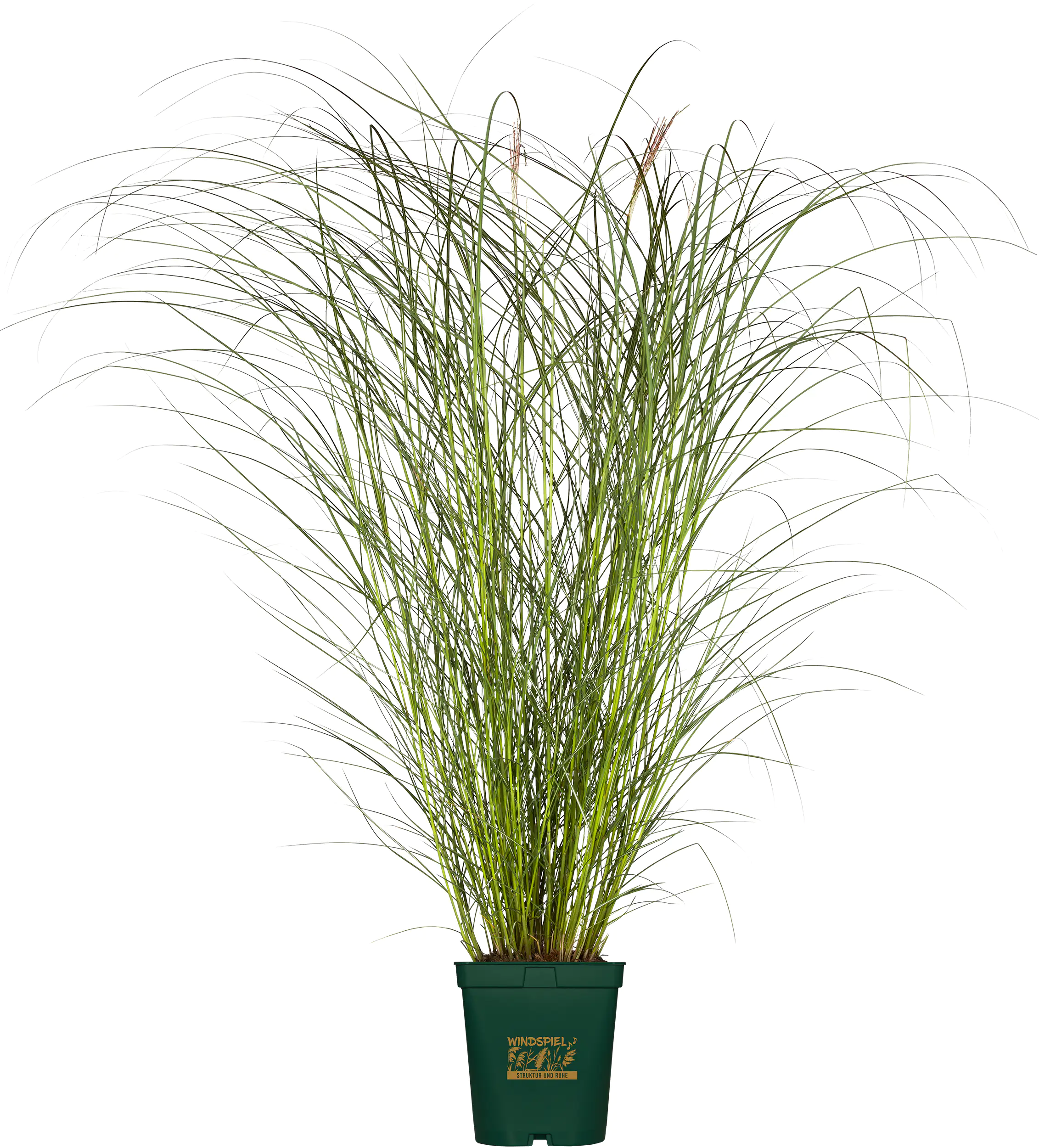 Gräser Windspiel 23 cm Topf