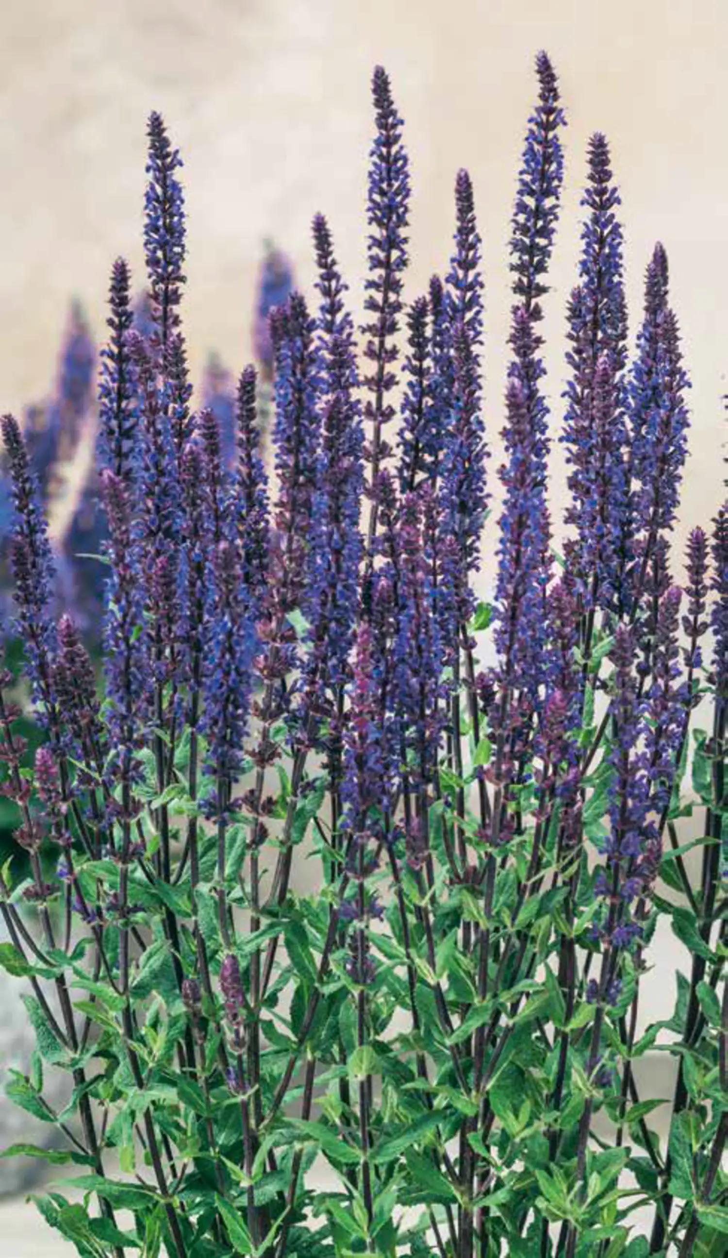 Salbei in Sorten Salvia H 30 cm+ 5 L Container