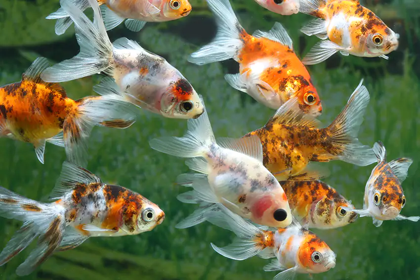 Teichfisch Schleierschwanz mix 4 - 6 cm Carassius auratus
