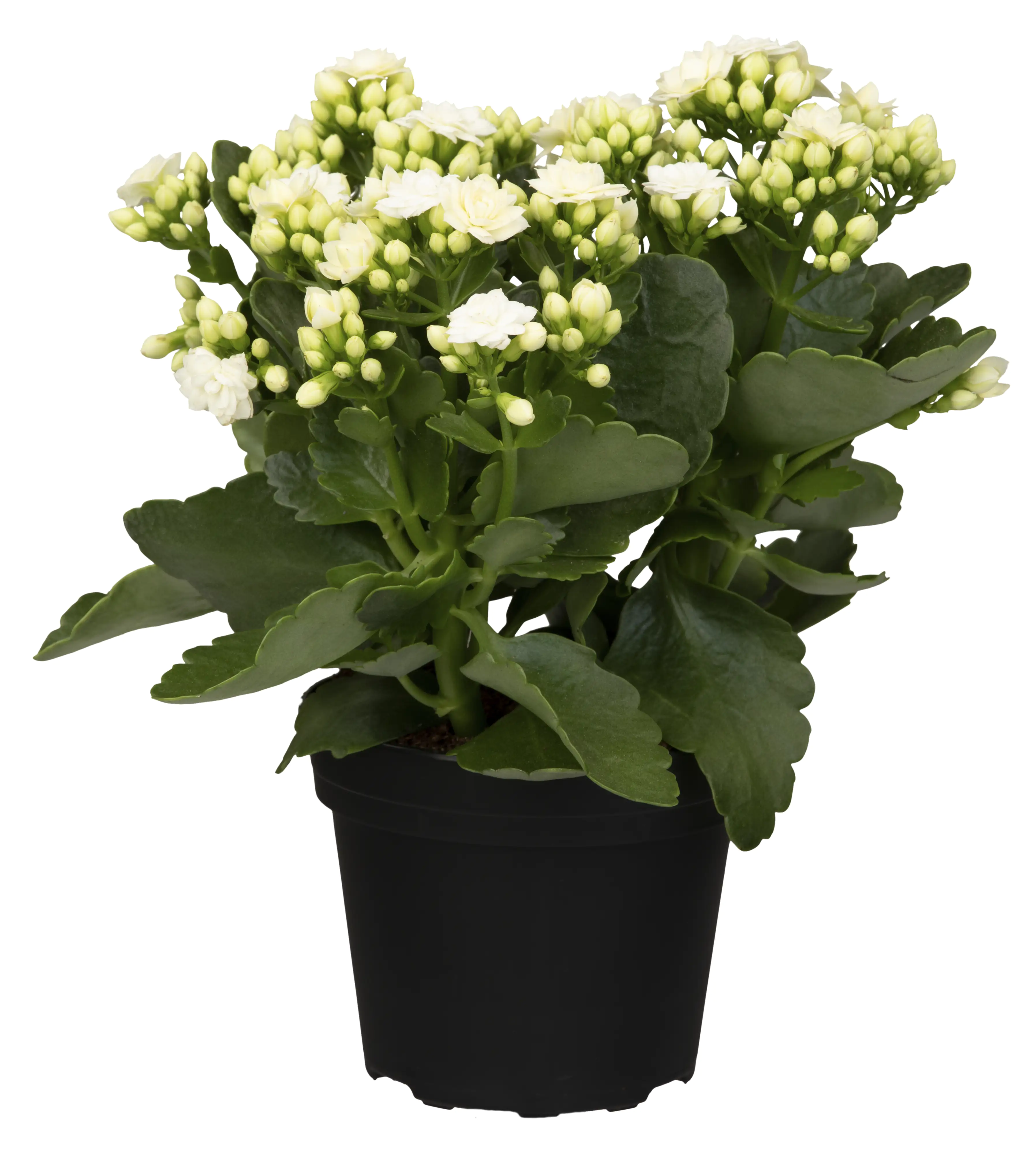 Flammendes Käthchen weiß einfach Kalanchoe H ca. 22 cm 10,5 cm Topf