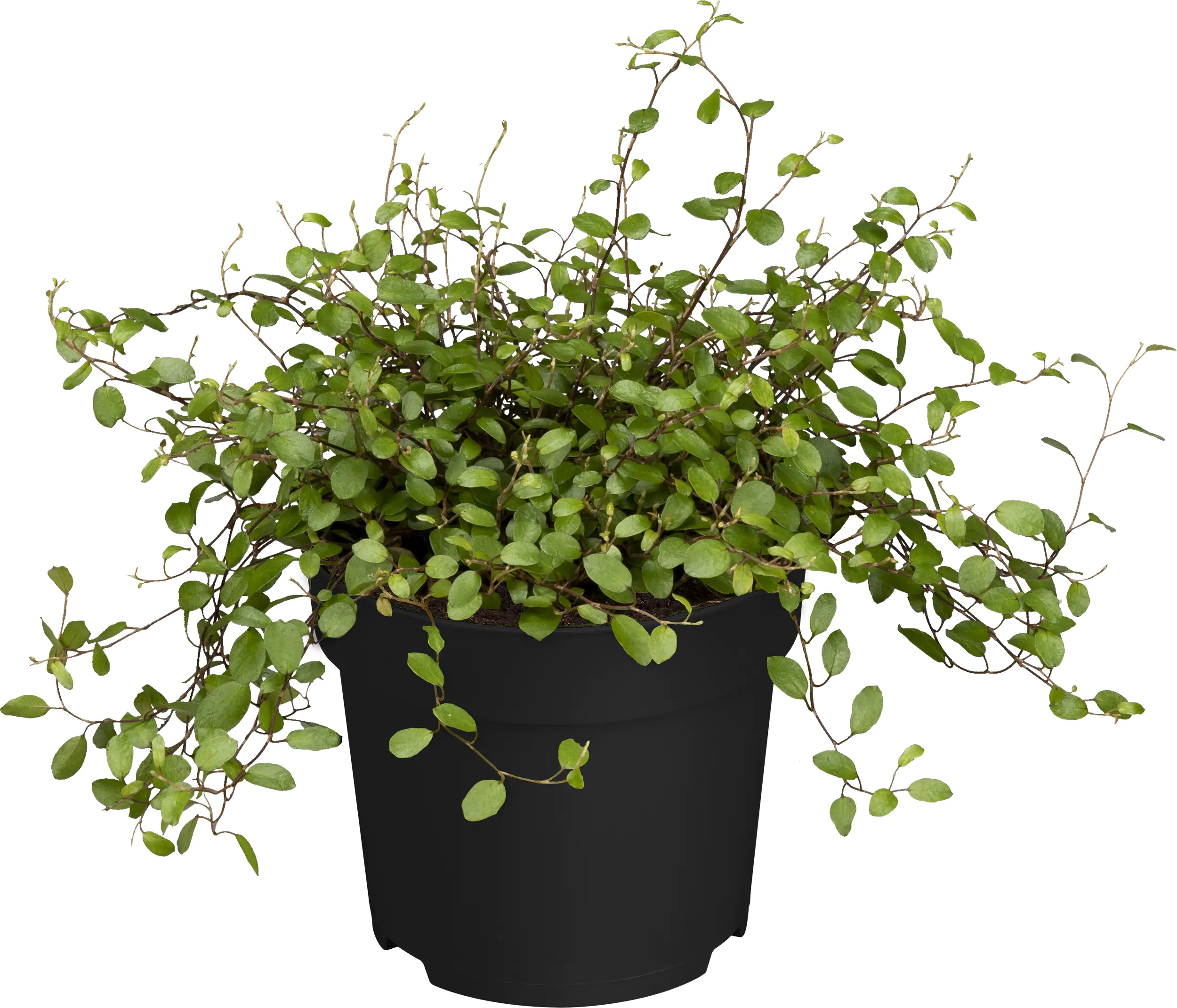 Herbstpflanzen Mix 10,5 cm Topf