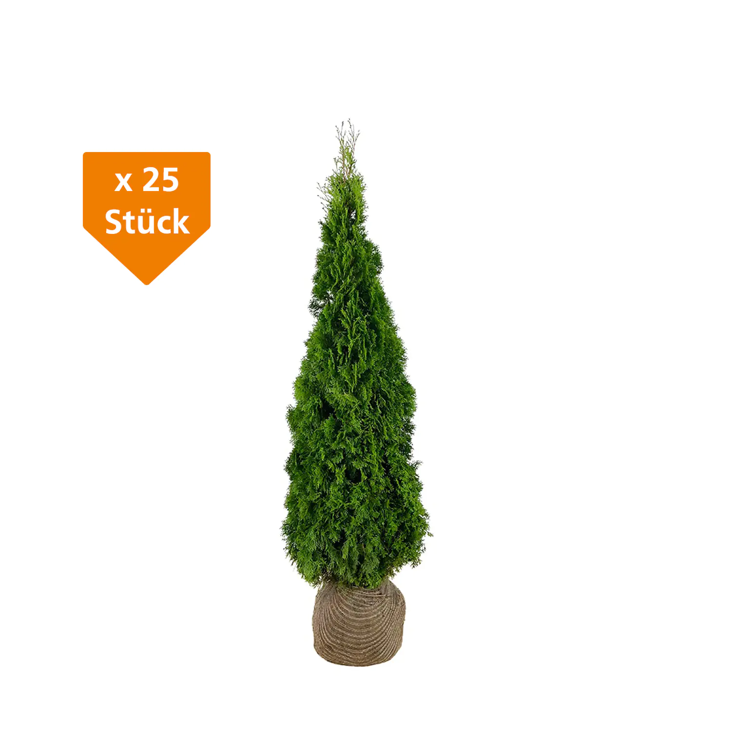 Lebensbaum Thuja occ. Smaragd H 80 - 100 cm, 25 Stück