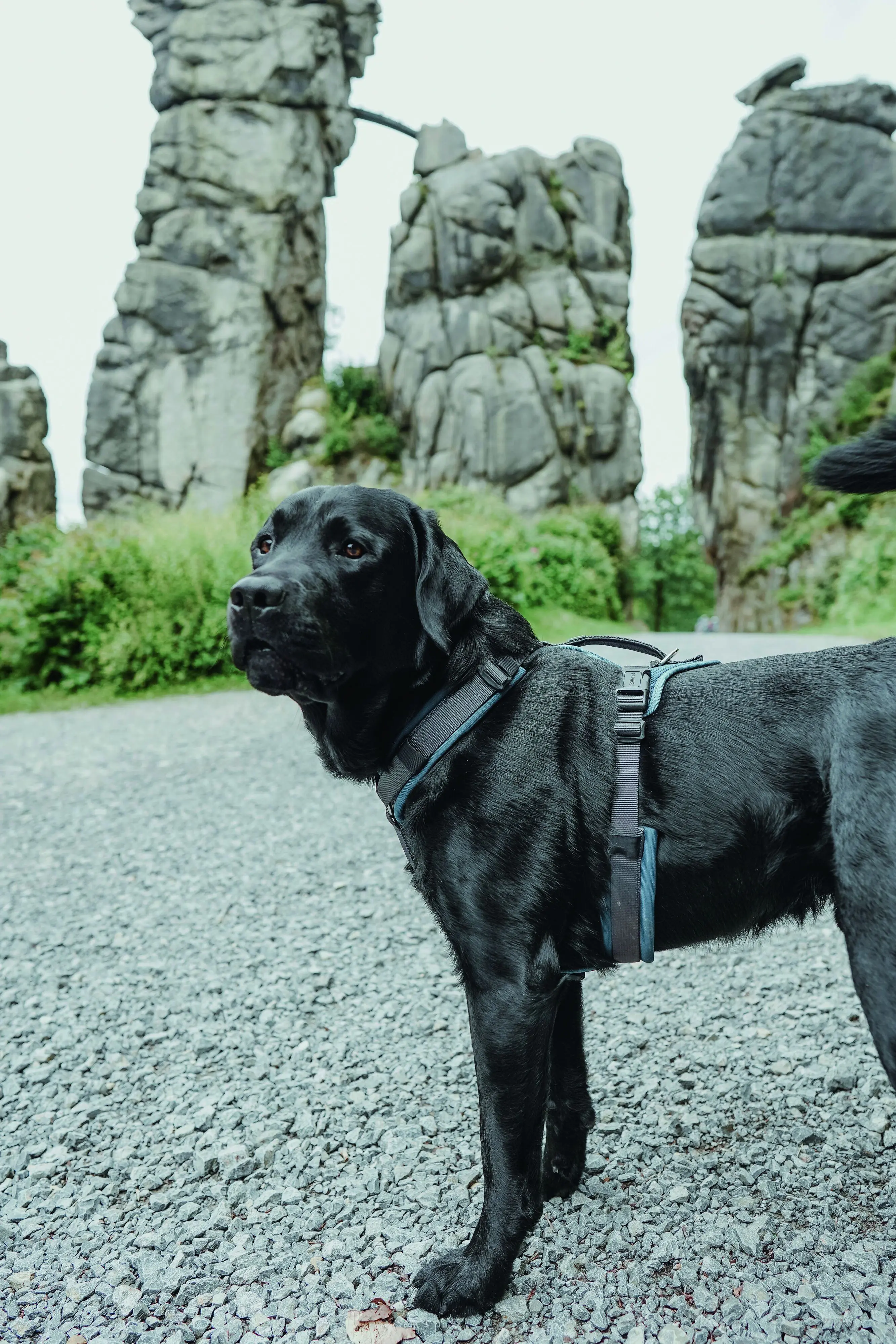 Hunter Hundegeschirr Maldon Up mit Griff M-L petrol/grau