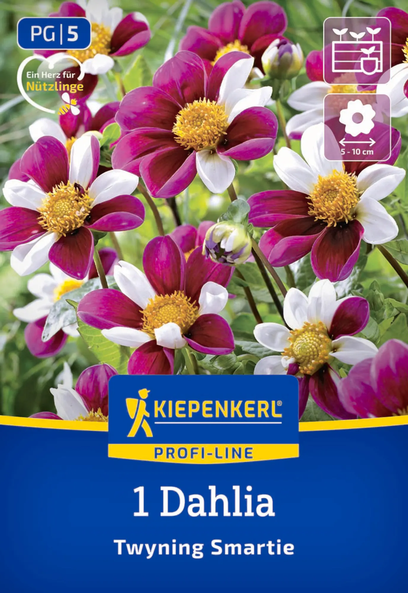Kiepenkerl Profi-Line Frühjahrsblumenzwiebel Dekorative Dahlie Twyning Smartie 1 Stück