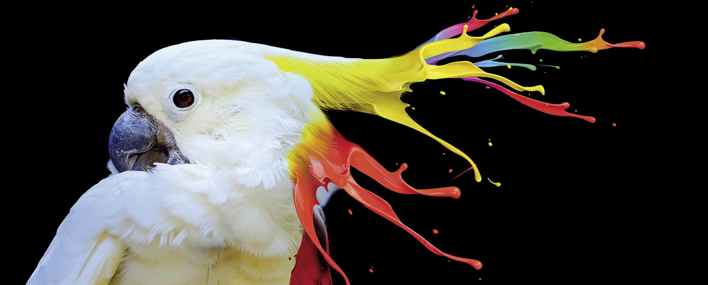 Deco-Glas Bild bunter Vogel 125 x 50 cm 